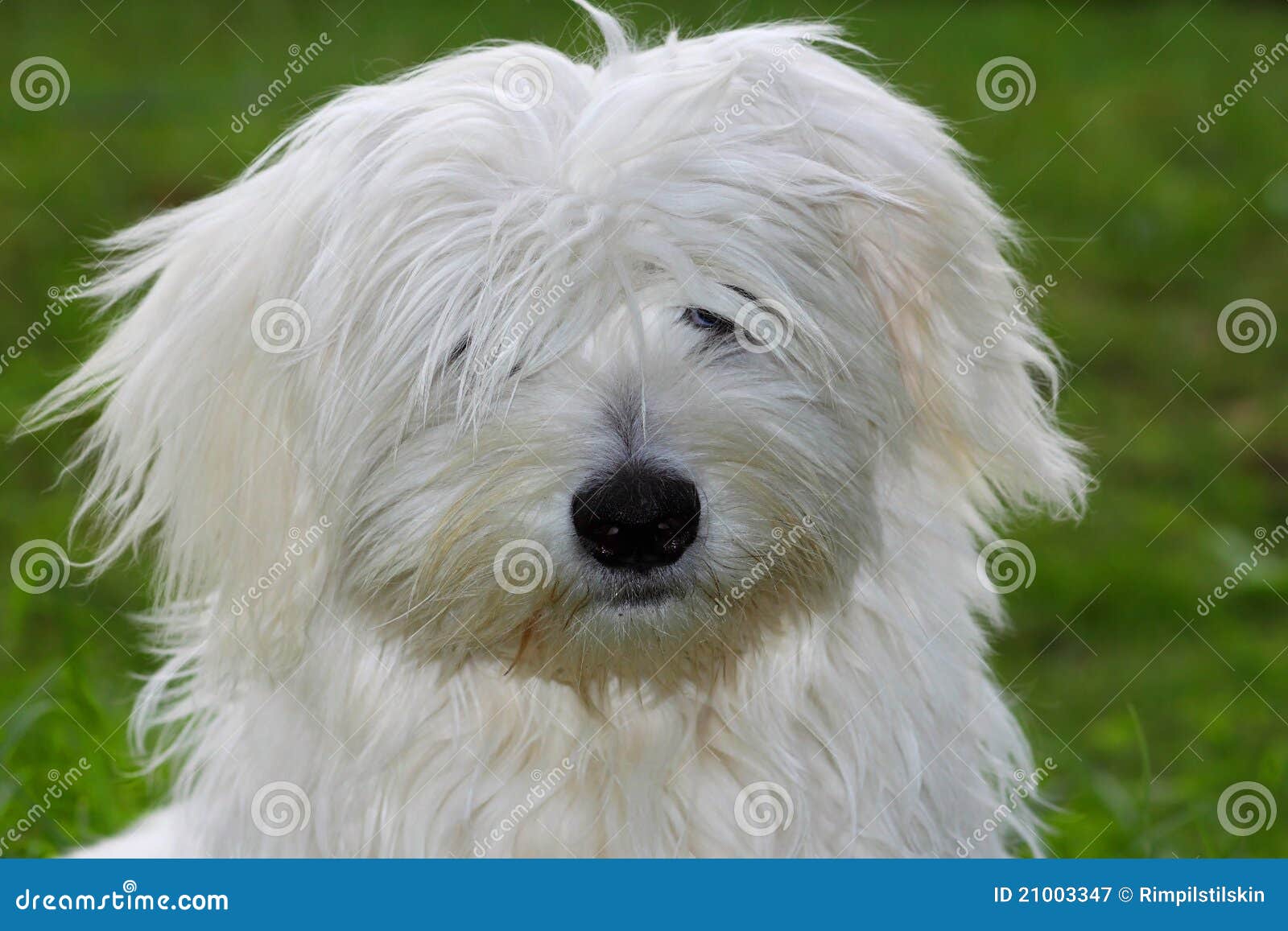 how much do coton de tulear puppies cost