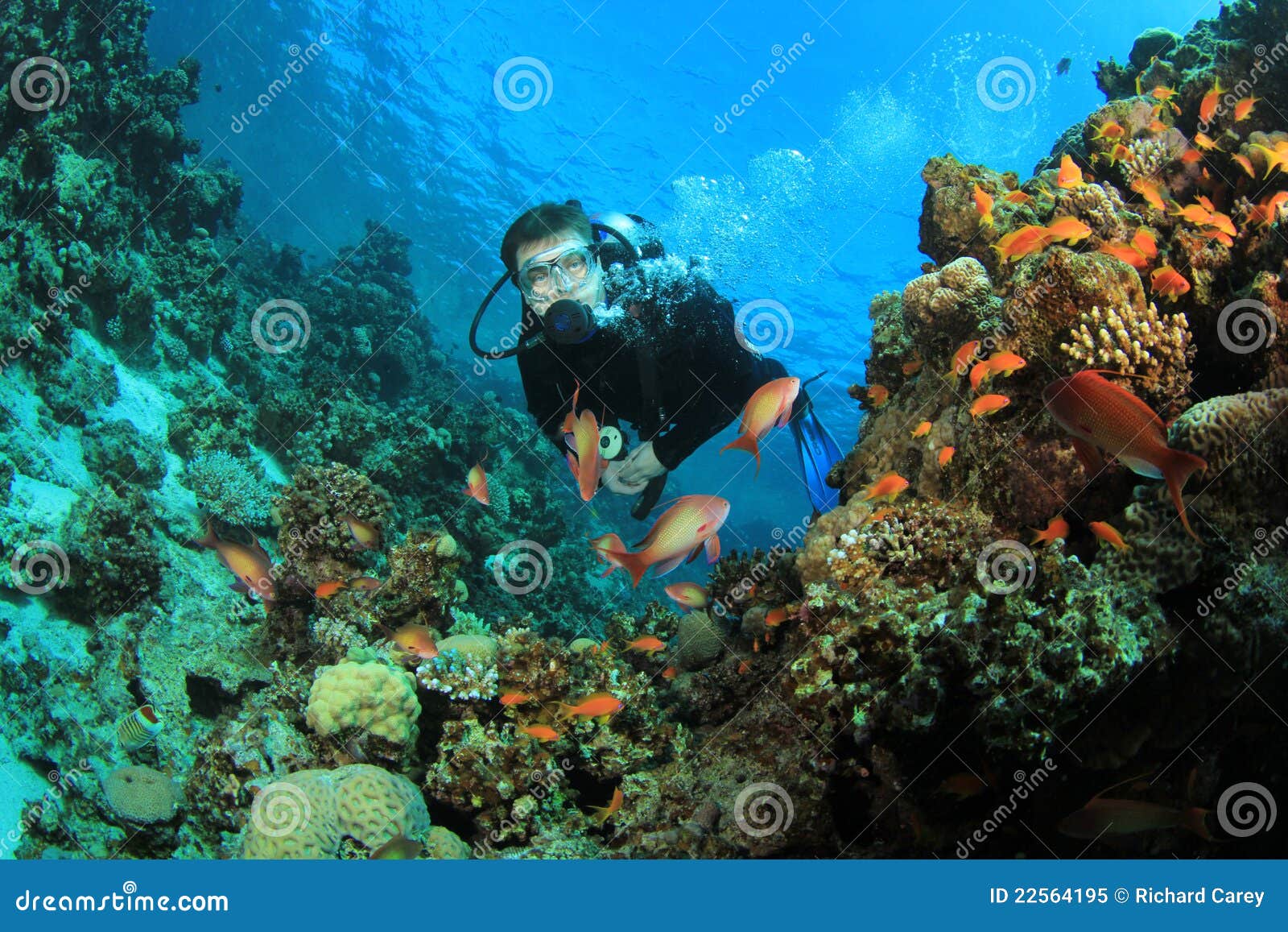 scuba diver explores coral reef