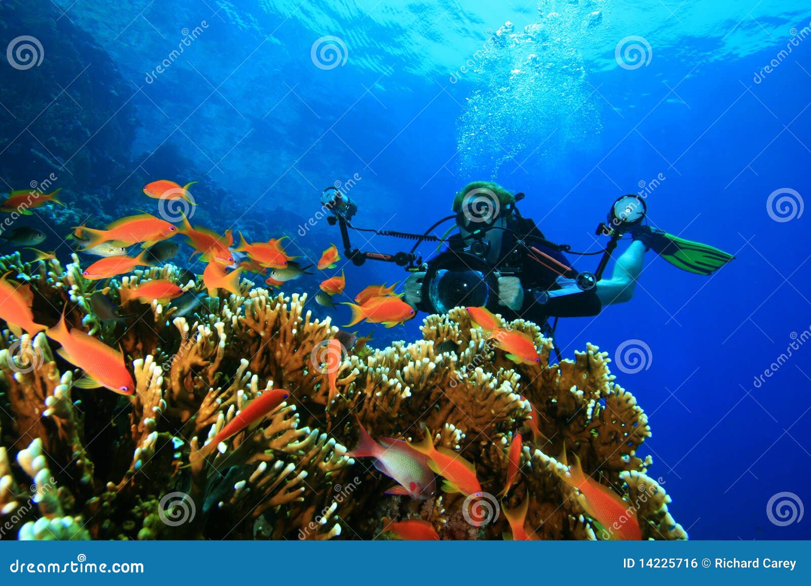 scuba diver explores coral reef with his camera