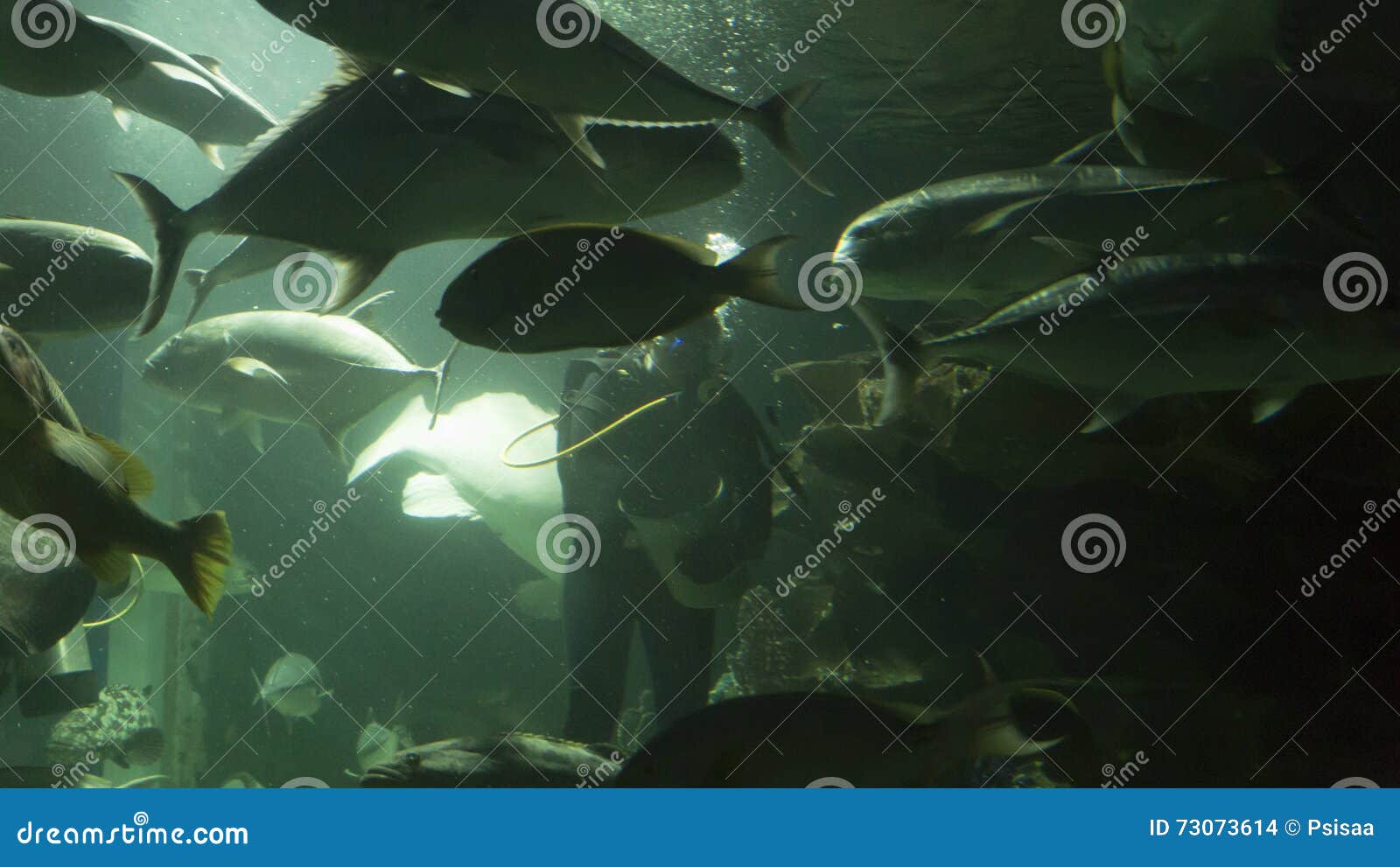 Scuba Diver Feed Fish in Aquarium Stock Photo Image of underwater