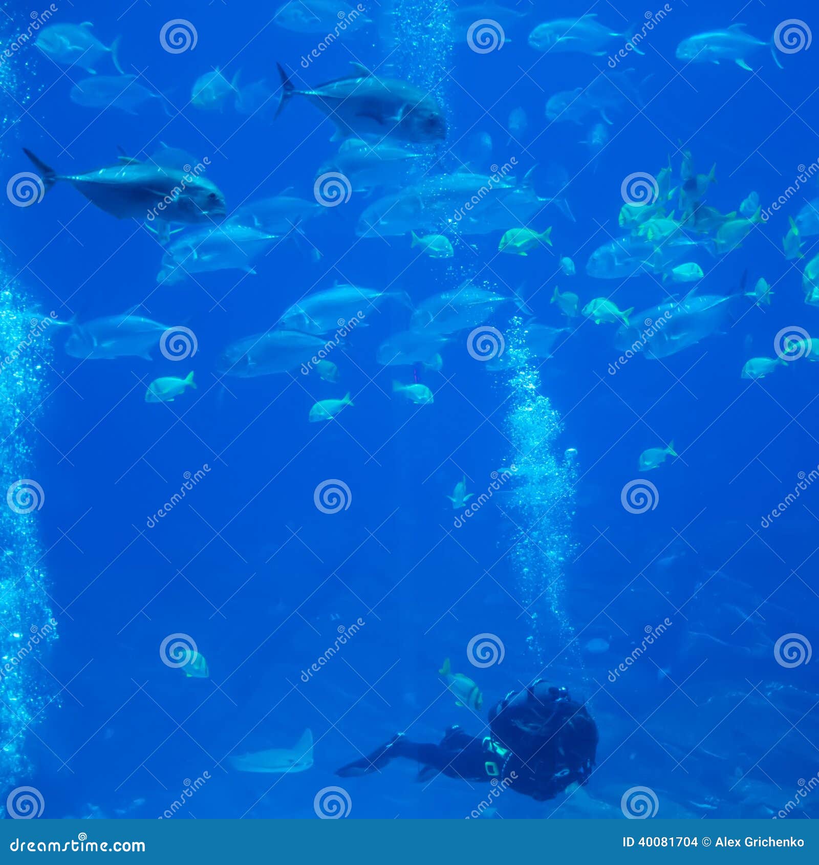 Scuba Diver with Fish Exploring in Ocean Stock Photo Image of