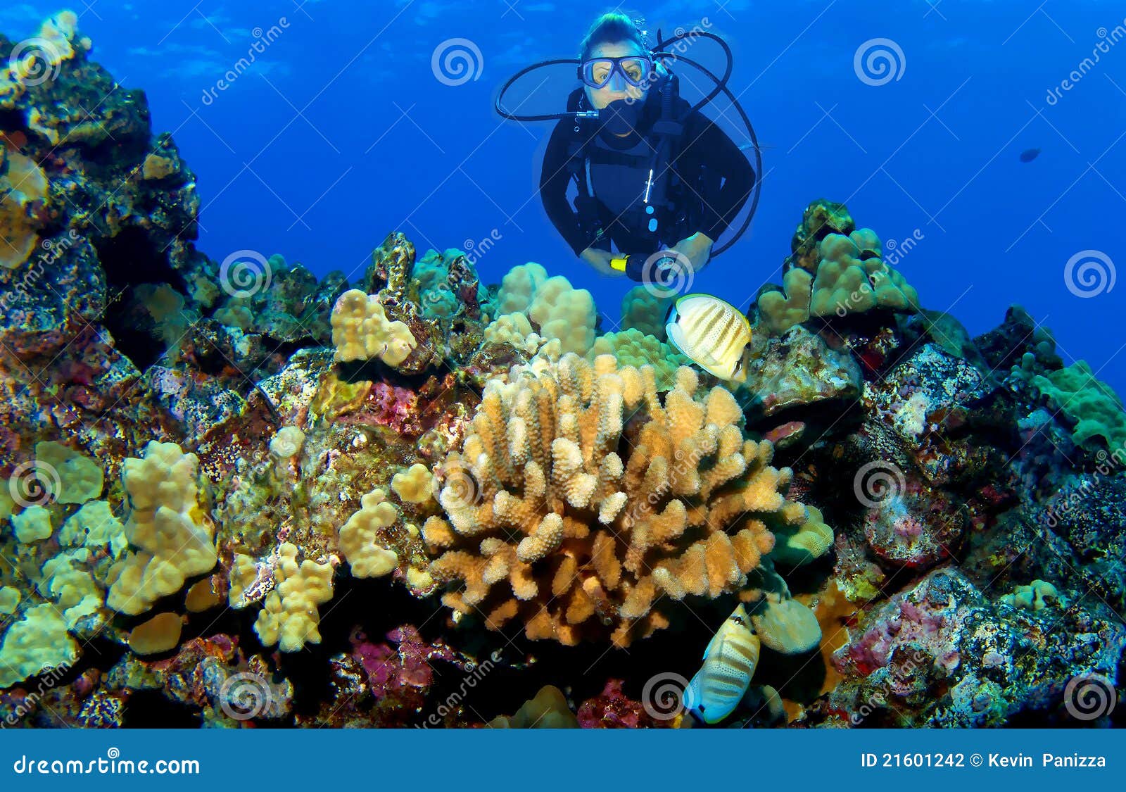Scuba Diver on a Kona Reef stock photo. Image of underwater 21601242