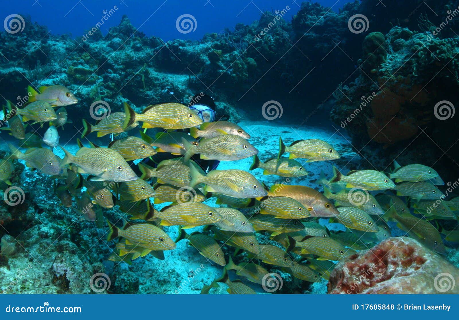 scuba diver and school of fish - cozumel mexico