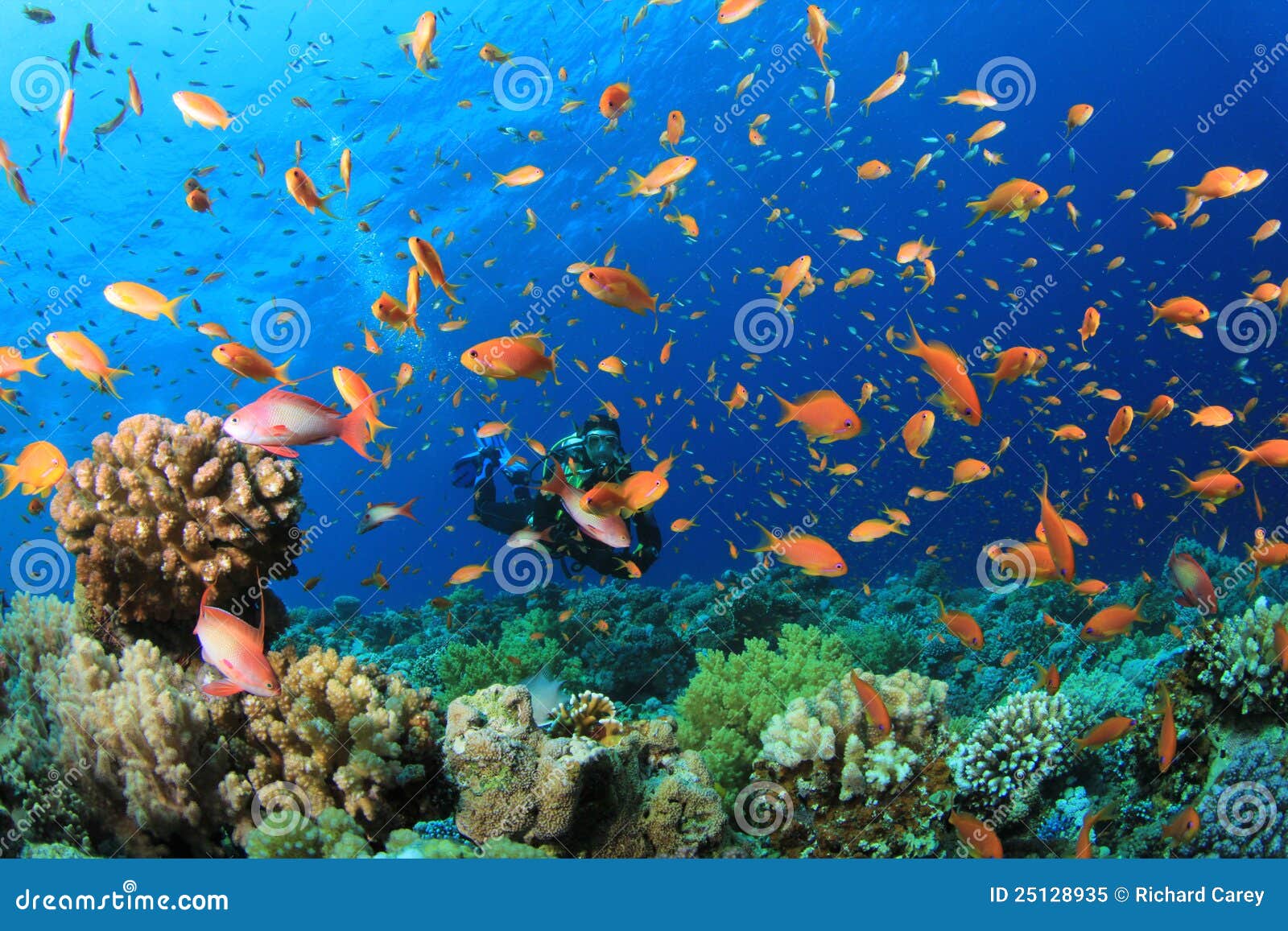 Scuba Diver and Tropical Fish Stock Image - Image of sharm, snapper ...