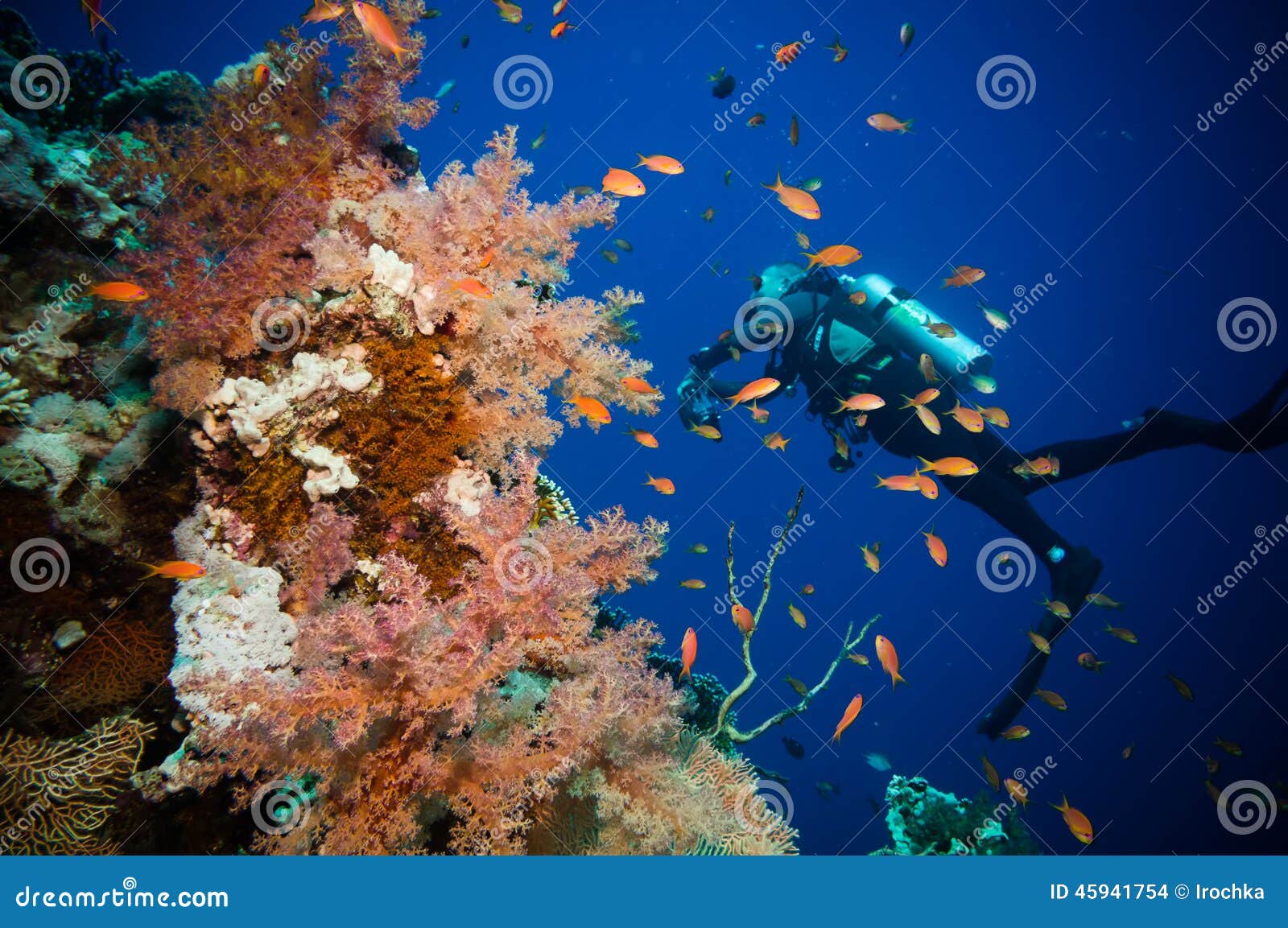 Scuba Diver, Tropical Fish and Coral Reef Stock Photo - Image of ...