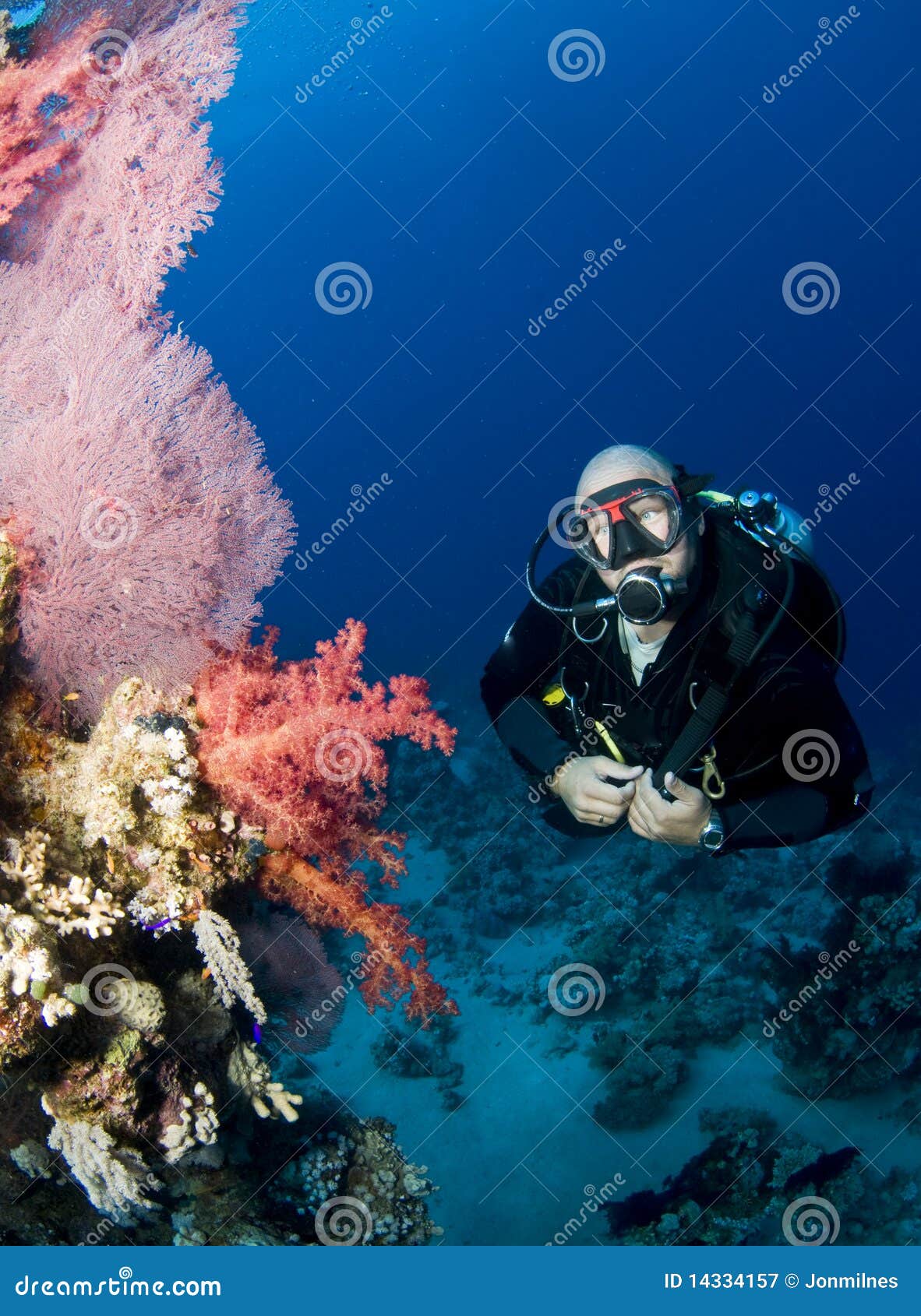 Scuba Diver with Vibrant Coral Stock Image - Image of diving, tropical ...