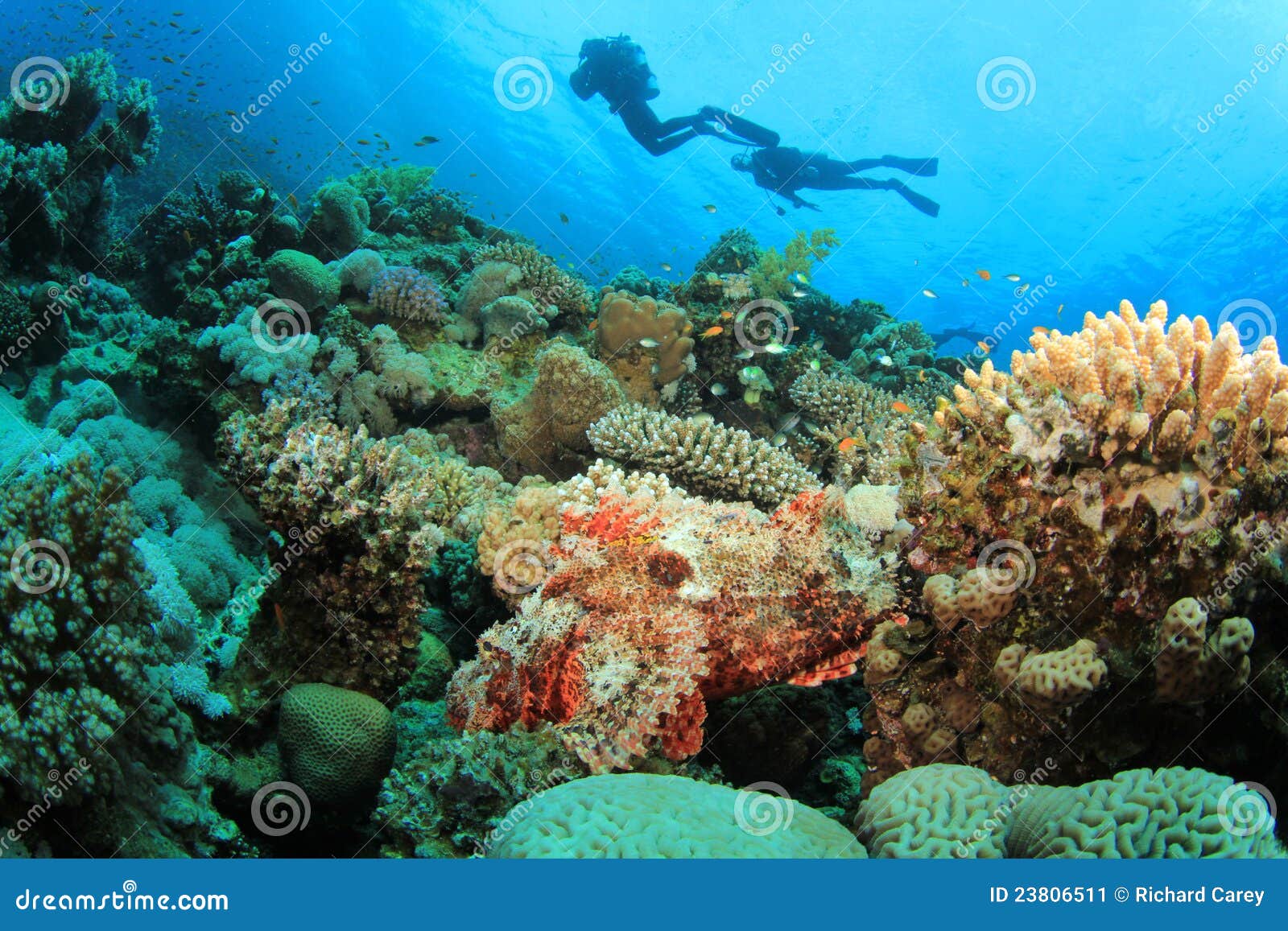 Scuba Divers Explore Beautiful Coral Reef Stock Image - Image of ocean ...