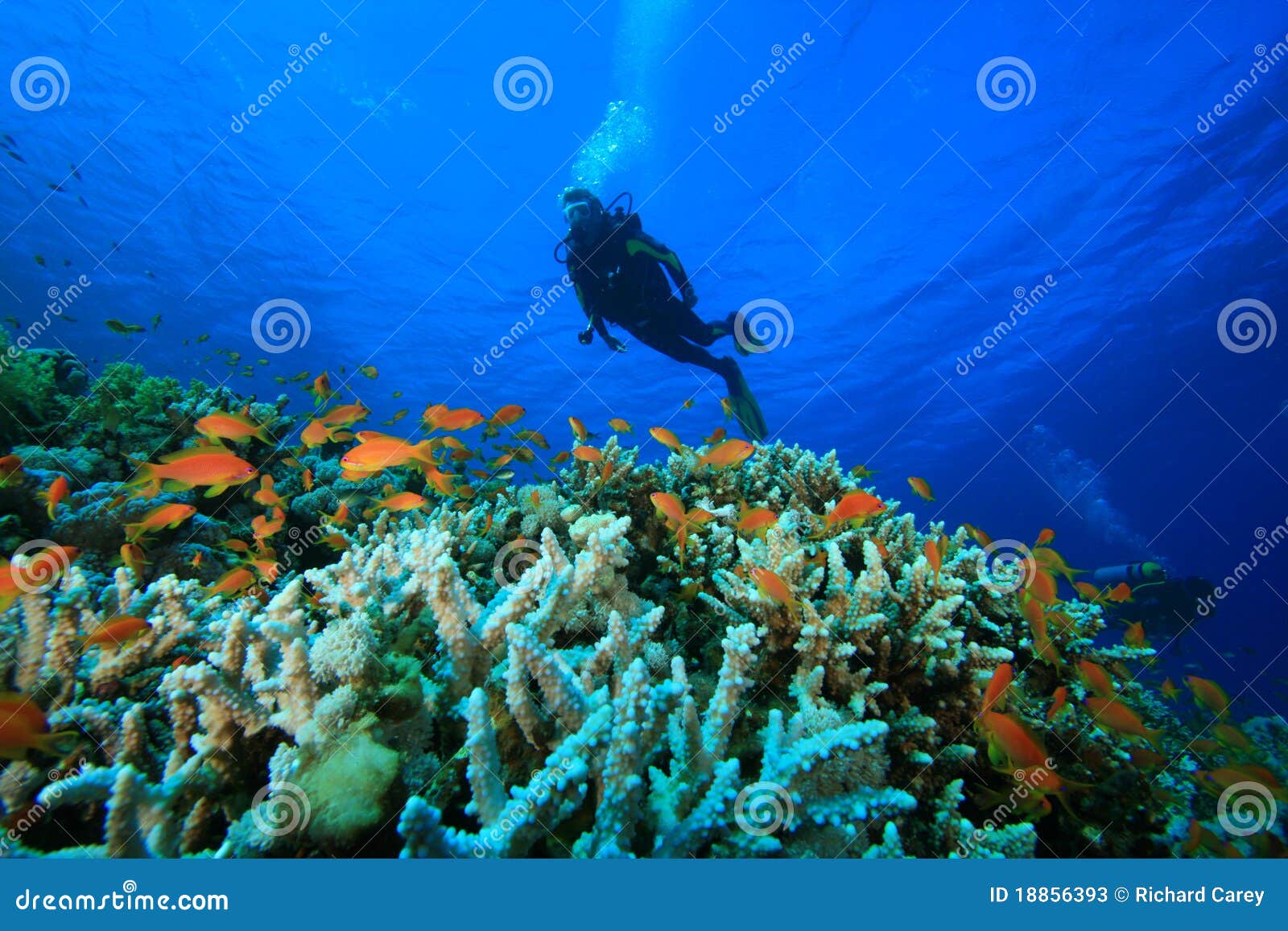 Scuba Divers Explore Coral Reef Stock Photos - Image: 18856393