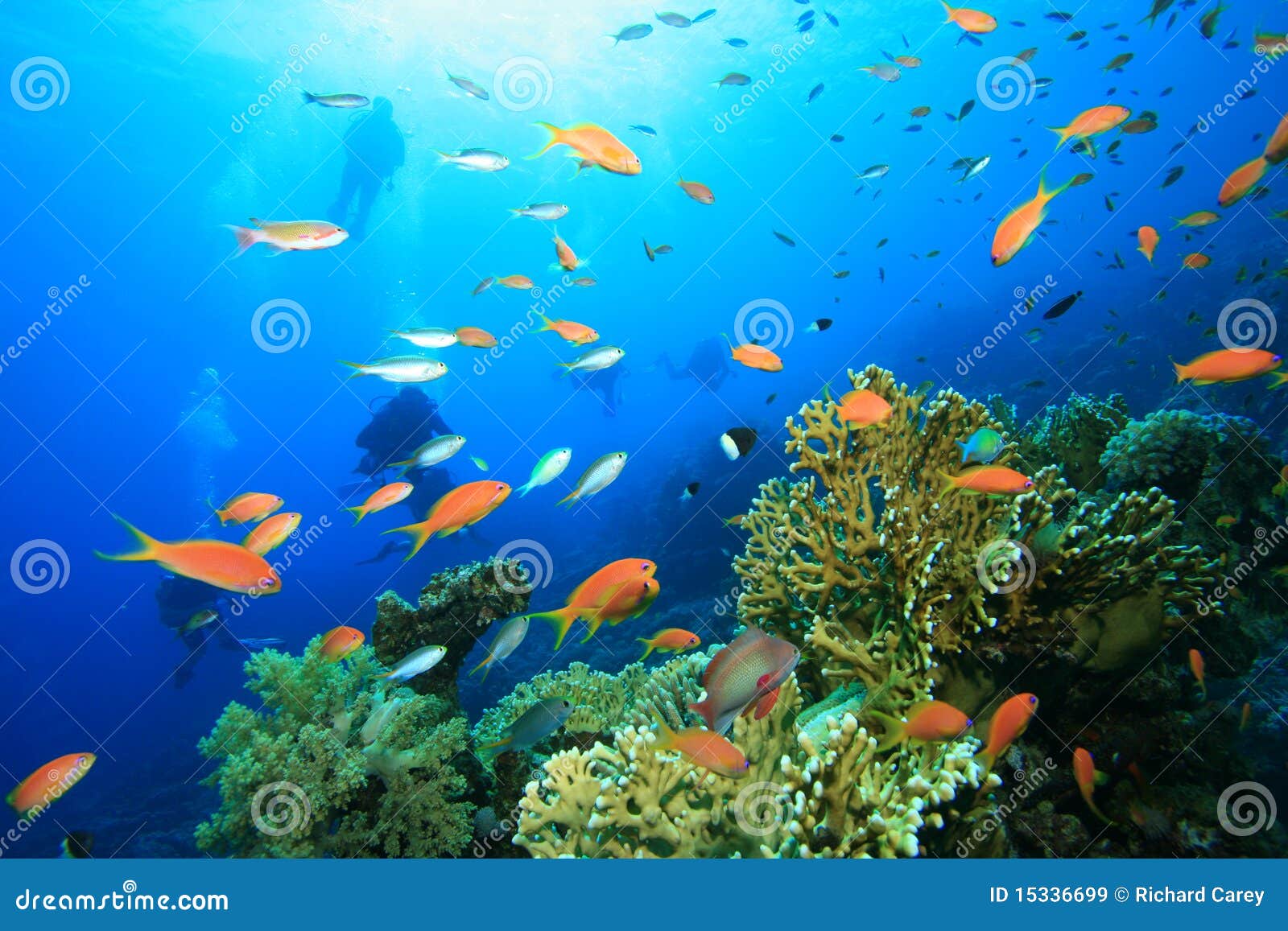 Scuba Divers Explores Coral Reef Stock Image - Image of wildlife ...