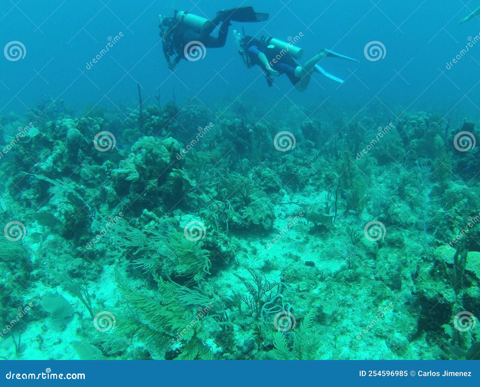 Scuba Diving in Cancun Mexico Stock Image Image of 100gopro, person 254596985