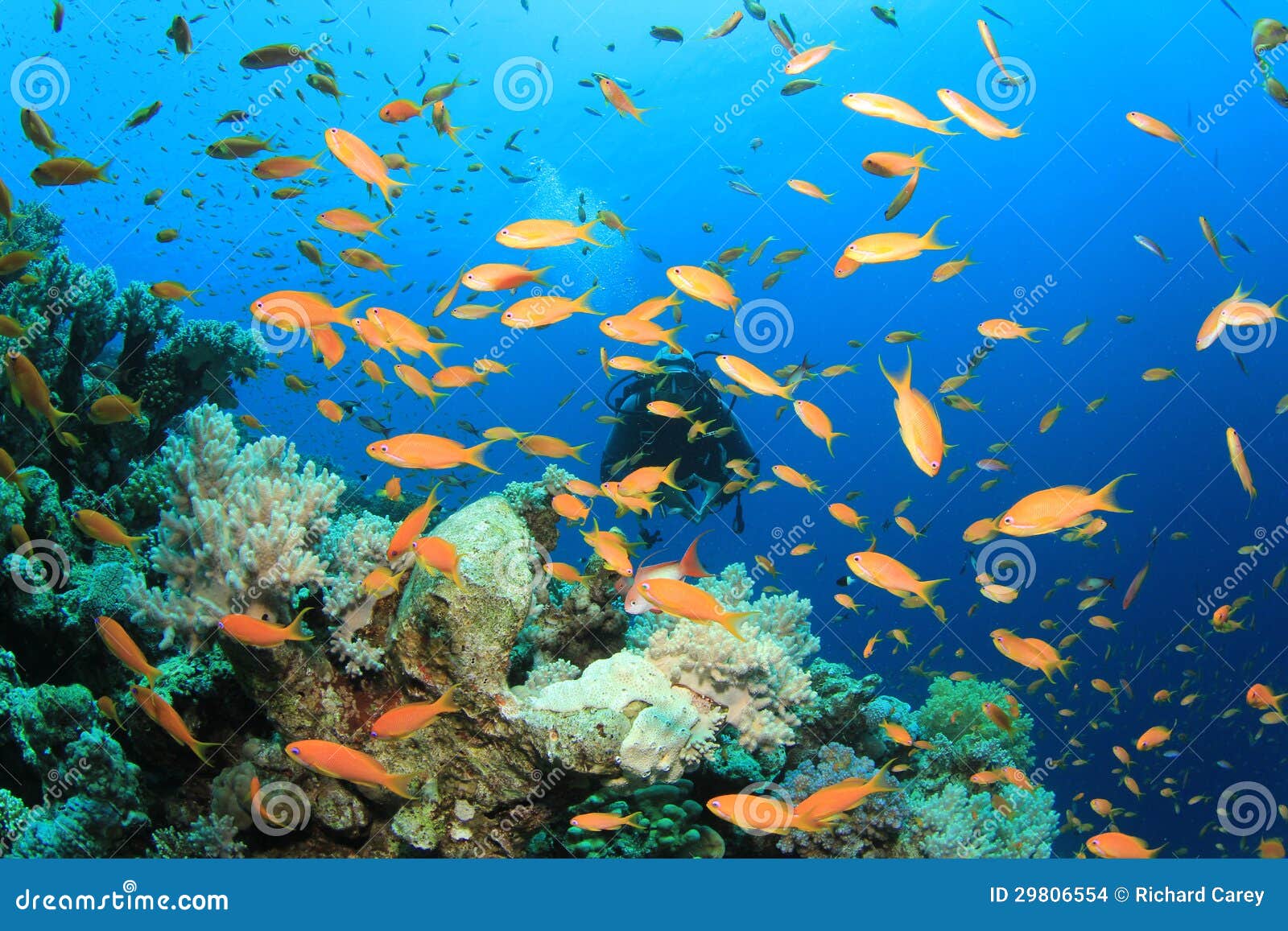 Scuba Diver stock photo. Image of beauty, alam, tropical - 29806554