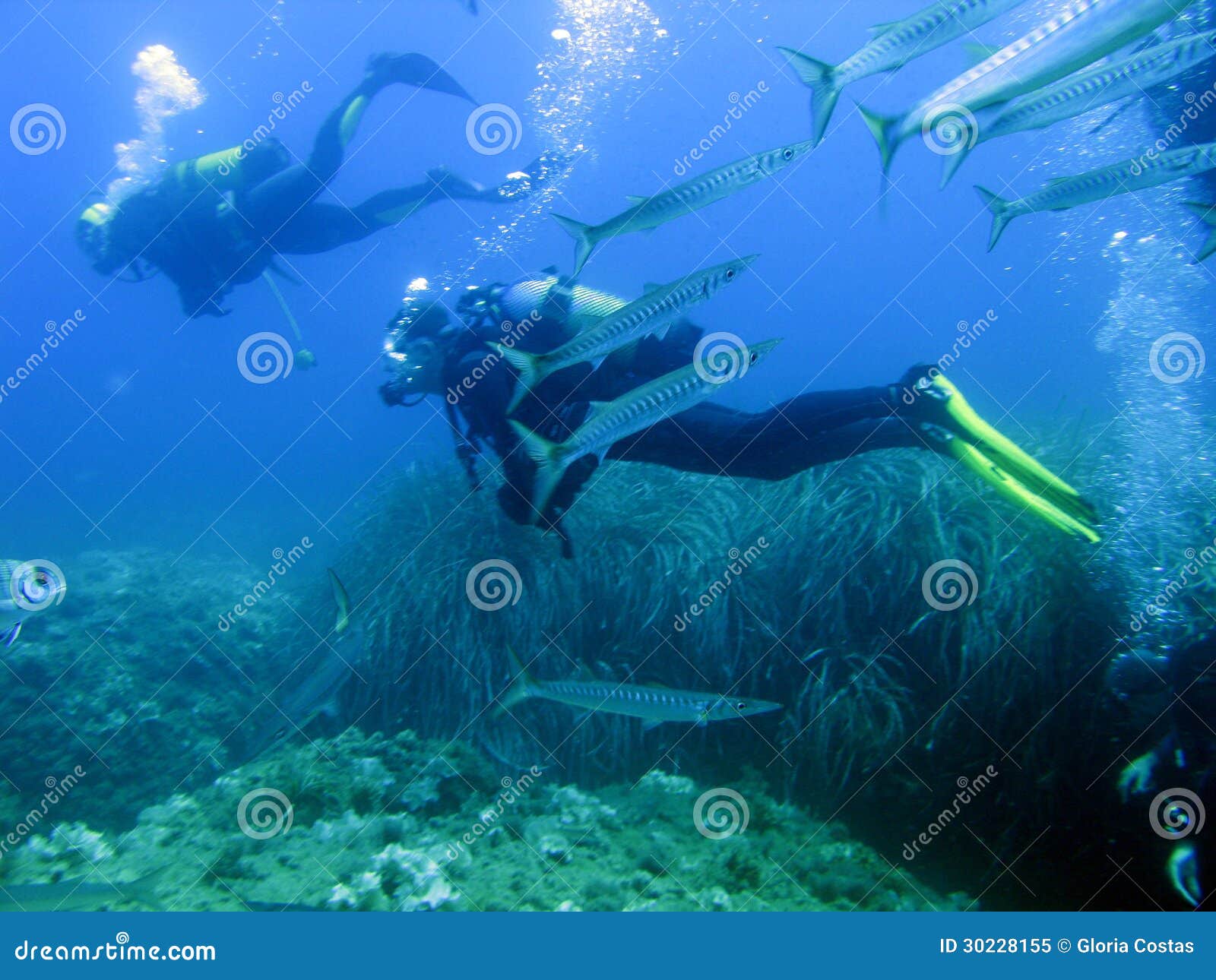 scuba divers and barracudas