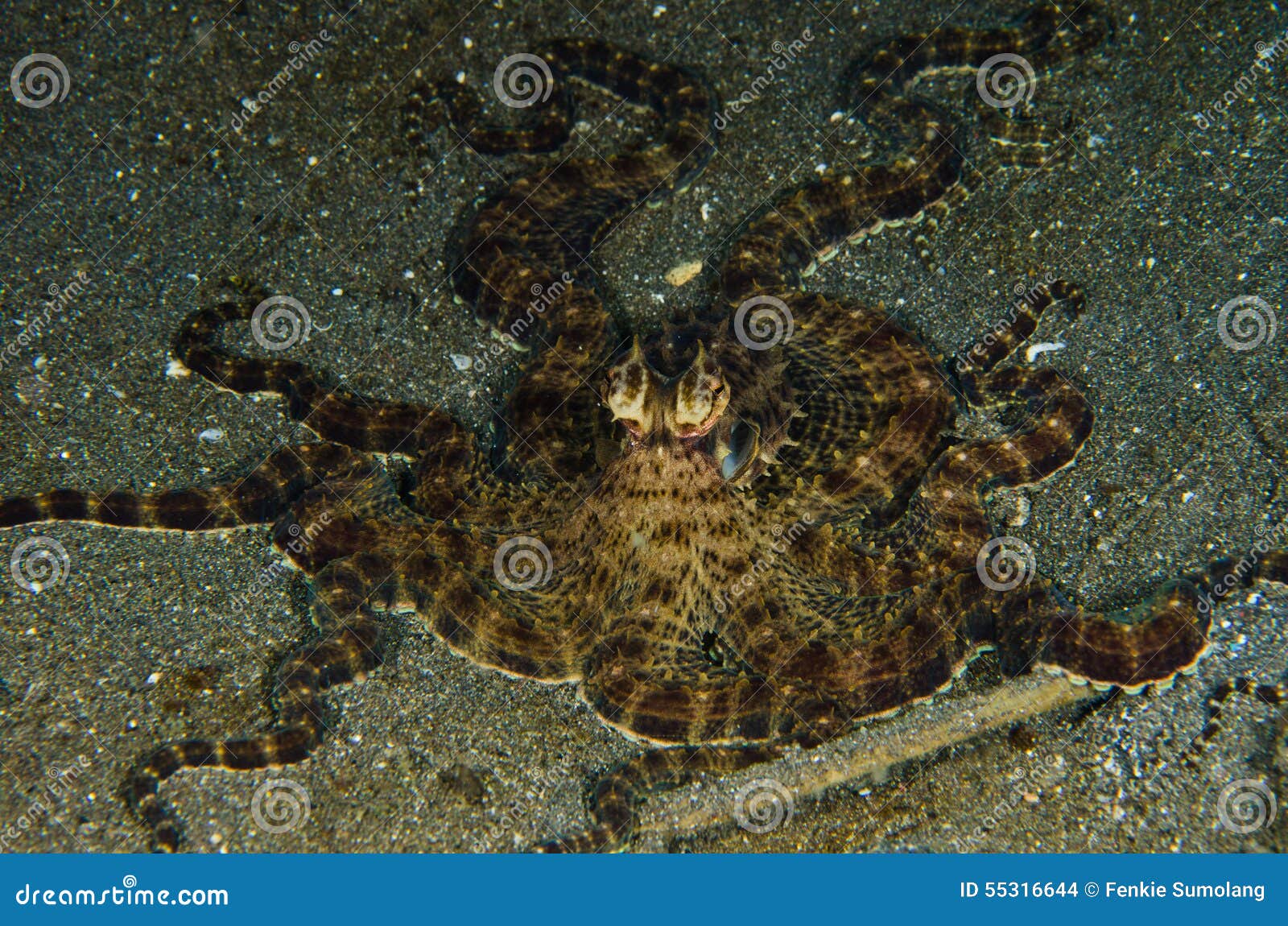 Scuba Diving Octopus Lembeh Strait Indonesia Underwater Stock Photo