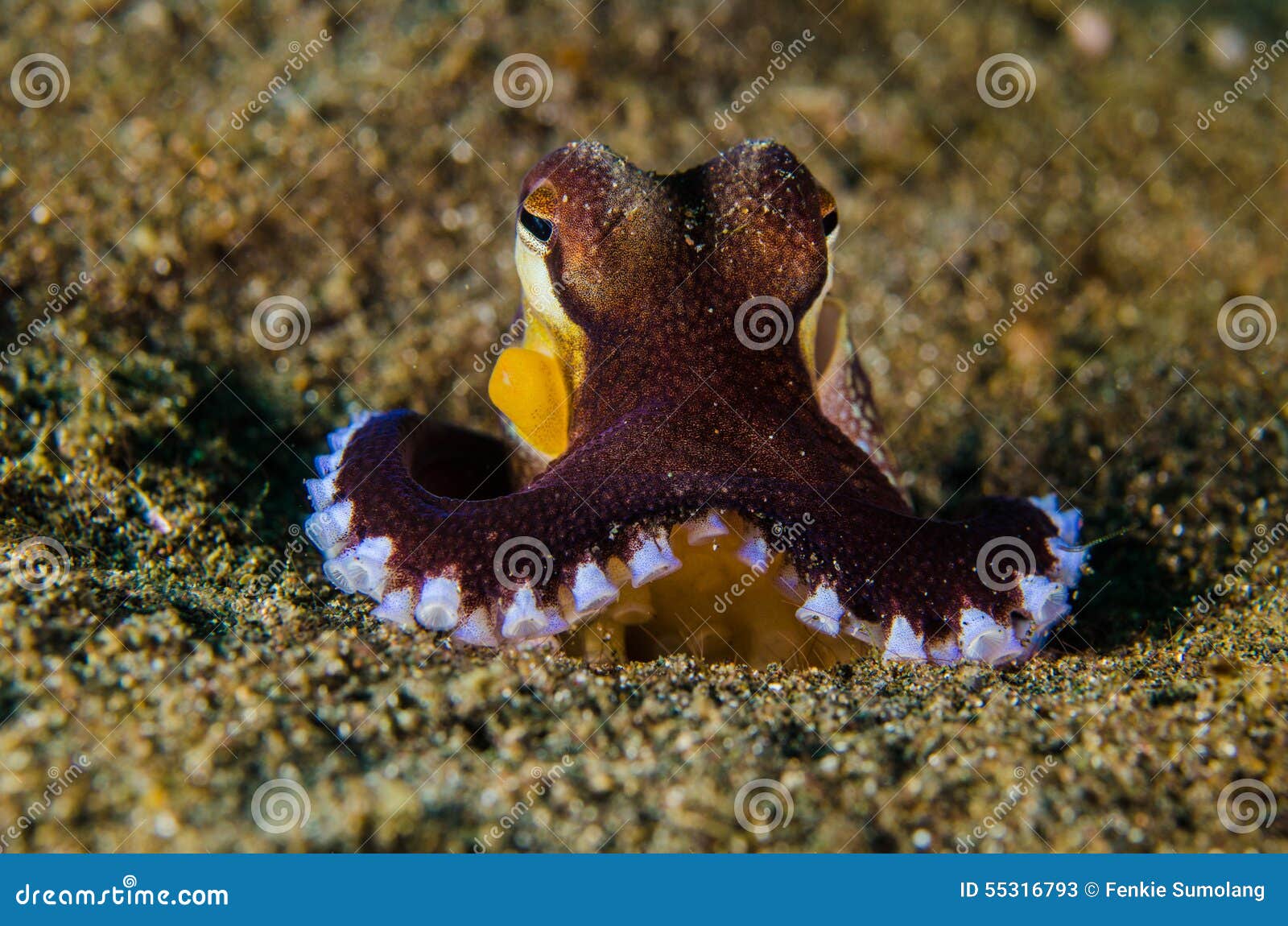 Scuba Diving Octopus Lembeh Strait Indonesia Underwater Stock Image