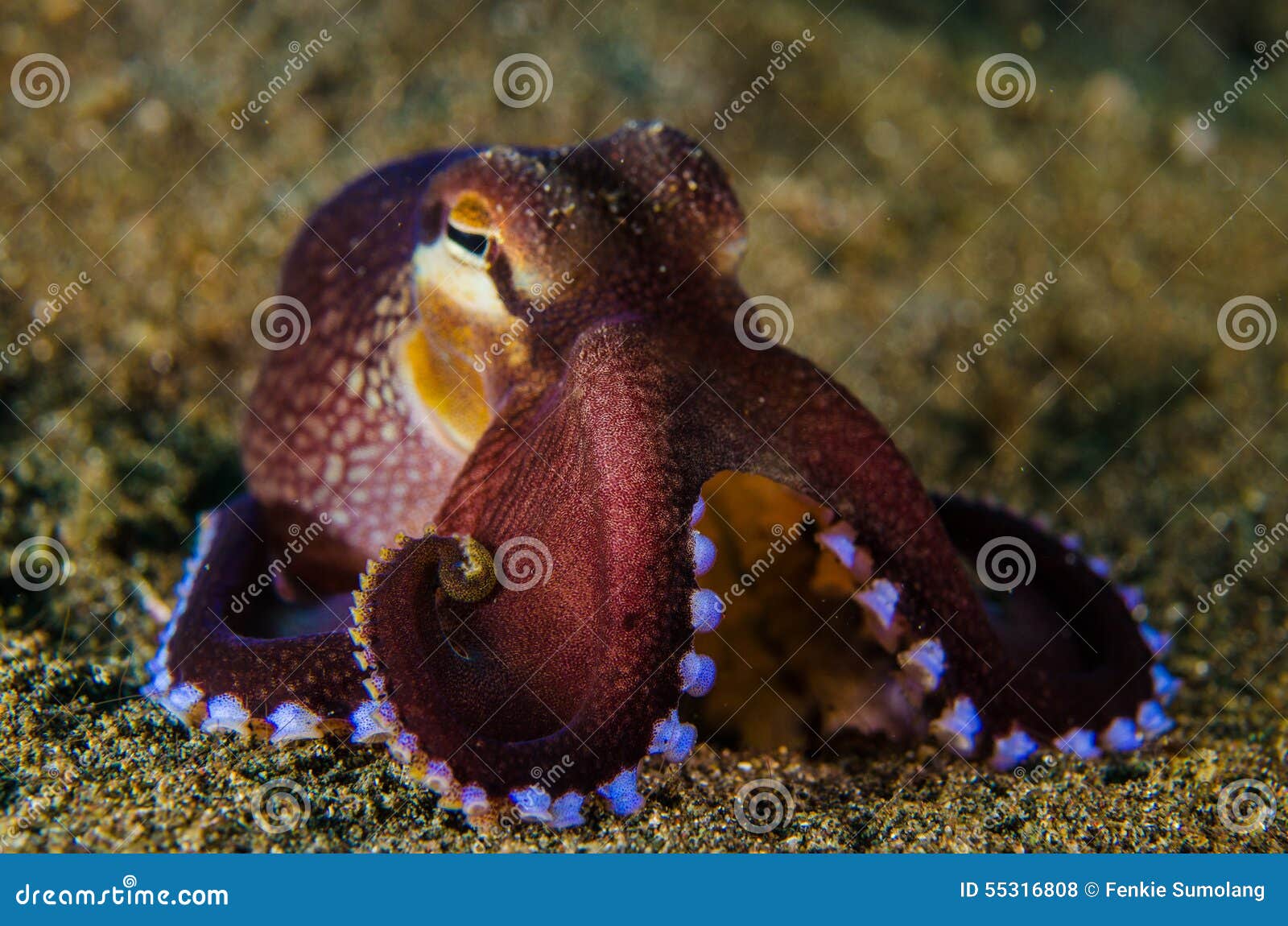 Scuba Diving Octopus Lembeh Strait Indonesia Underwater Stock Photo