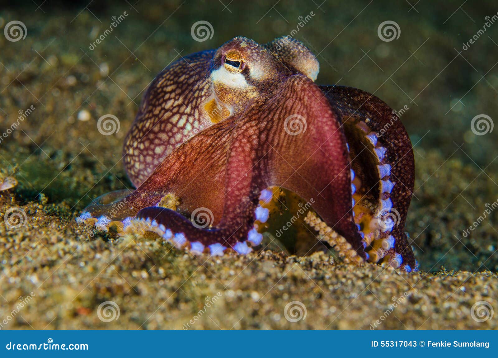 Scuba Diving Octopus Lembeh Strait Indonesia Underwater Stock Image