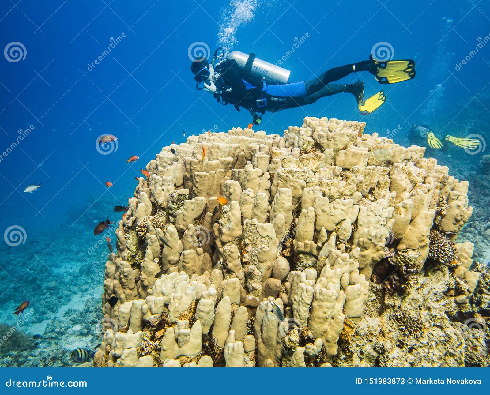 Scuba Diving in Red Sea, Jordan Stock Image Image of diving, hobby: 151983873