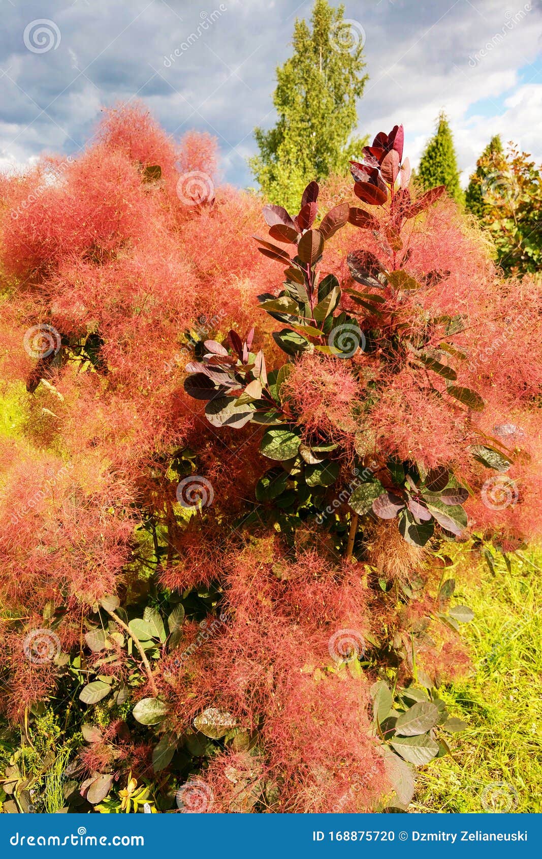 Scumpia the Original Tall Shrub or Low Tree of the Sumac Family Stock