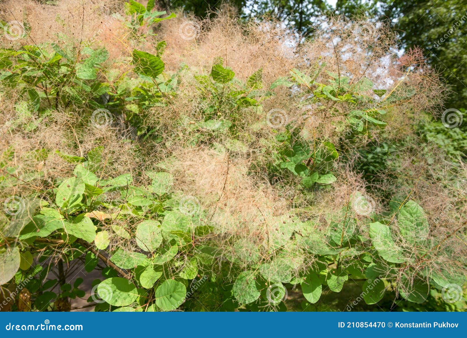 Scumpia the Original Tall Shrub or Low Tree Stock Photo Image of