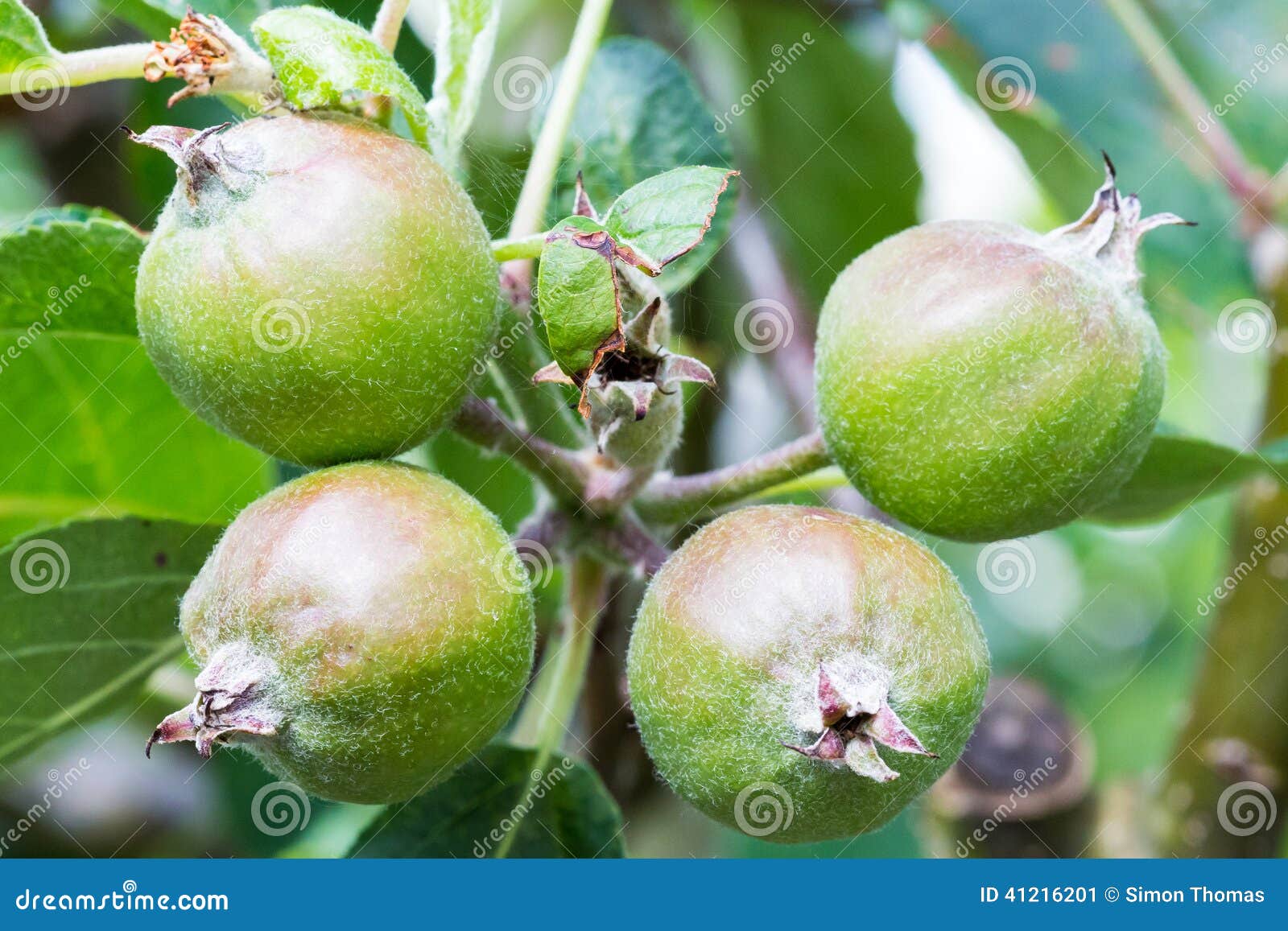 Scumptious-Äpfel. 4 Äpfel (köstliche Vielzahl) wachsend auf einem Apfelbaum