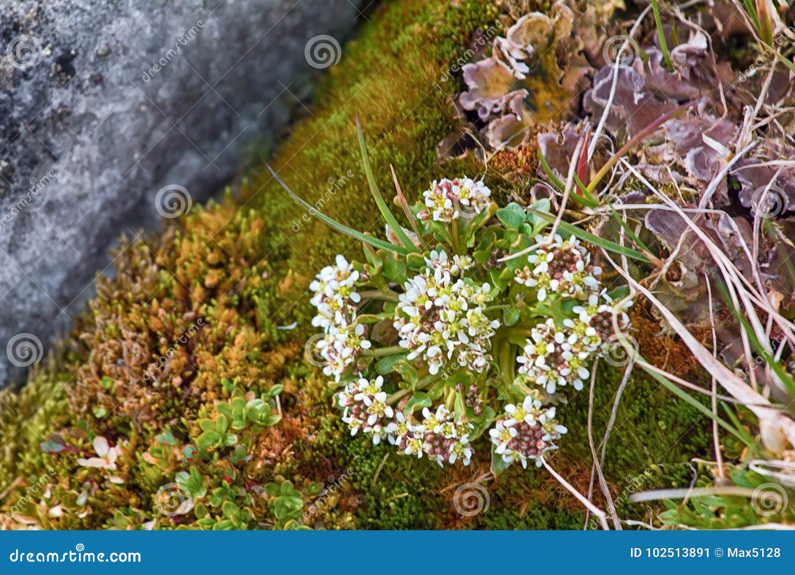scurvy grass cochlearia groenlandica