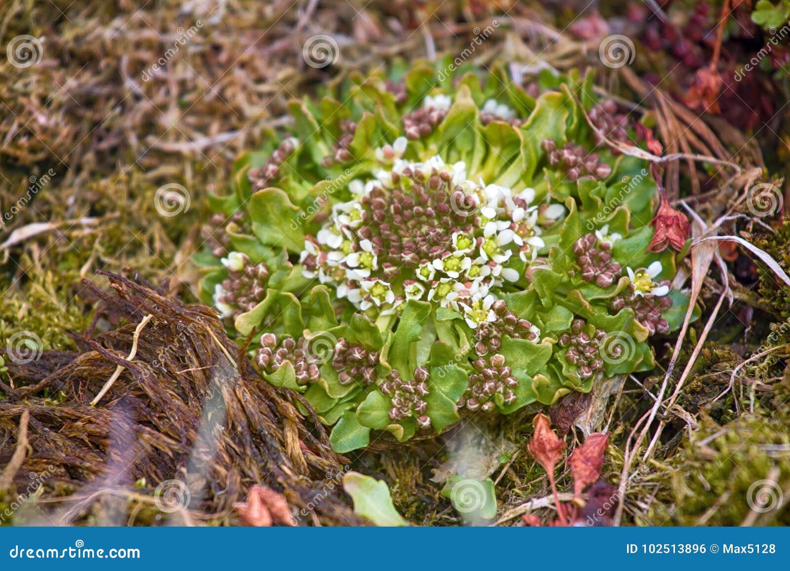 scurvy grass cochlearia groenlandica