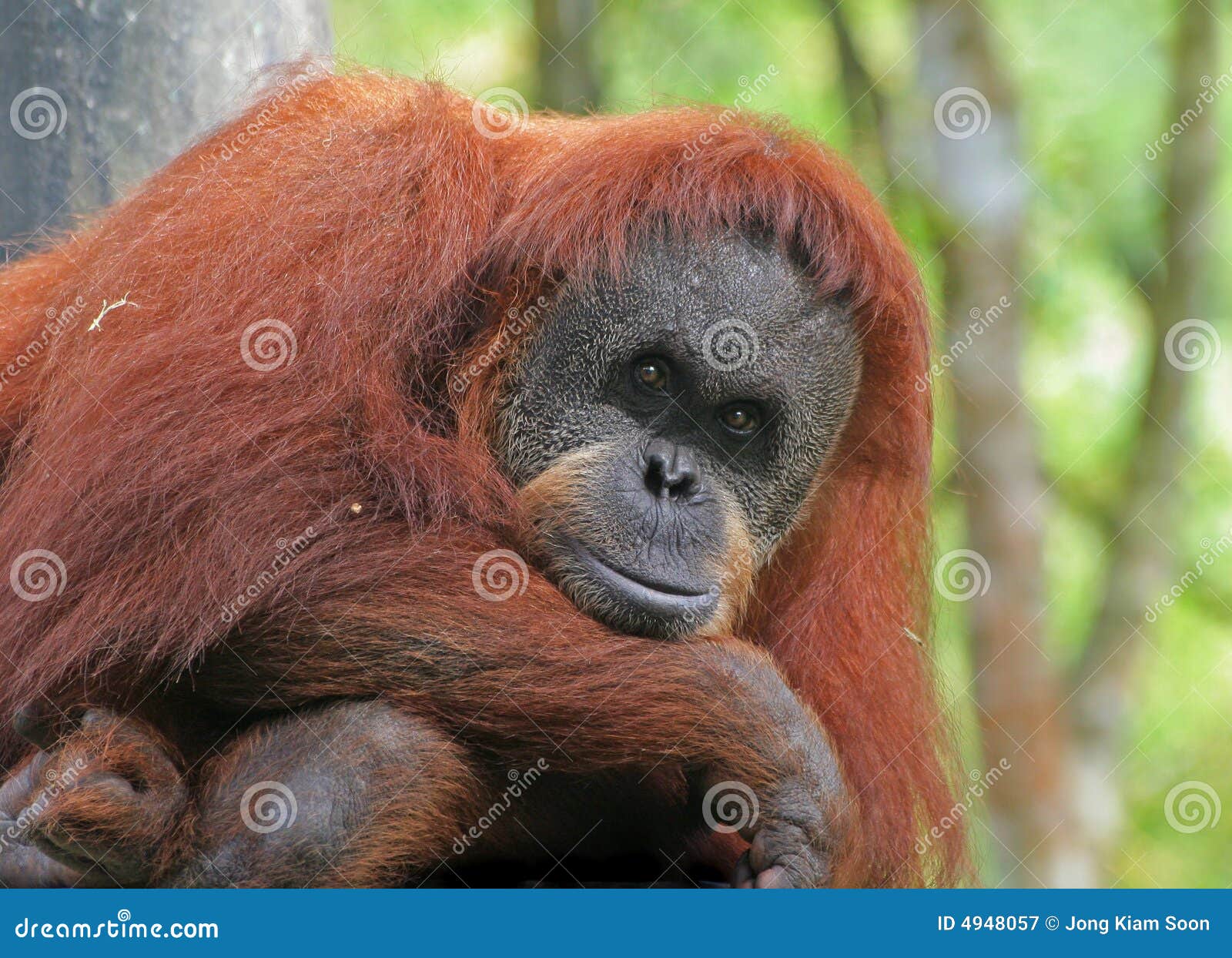 Se demander. Un appareil-photo de regard utan d'orang