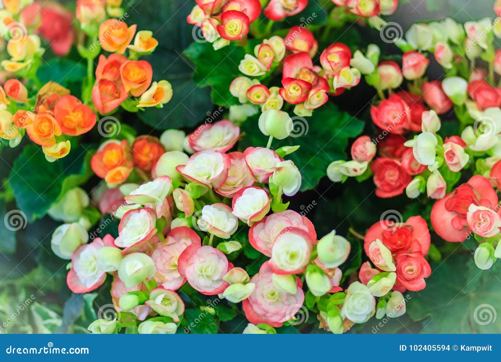 Se Llaman Las Begonias Híbridas Coloridas De Rieger (hiemalis De La Begonia  X) Foto de archivo - Imagen de floral, brotes: 102405594