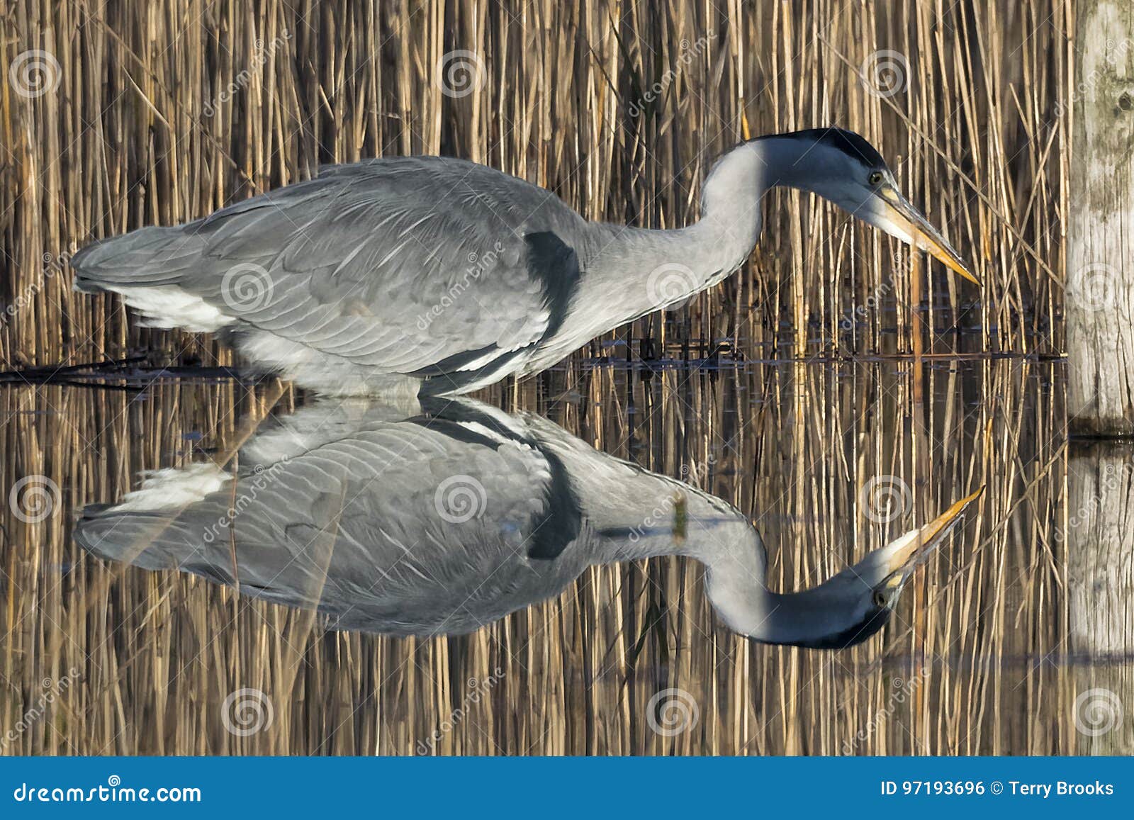 Se Refleter De Heron Photo Stock Image Du Heron Refleter 97193696