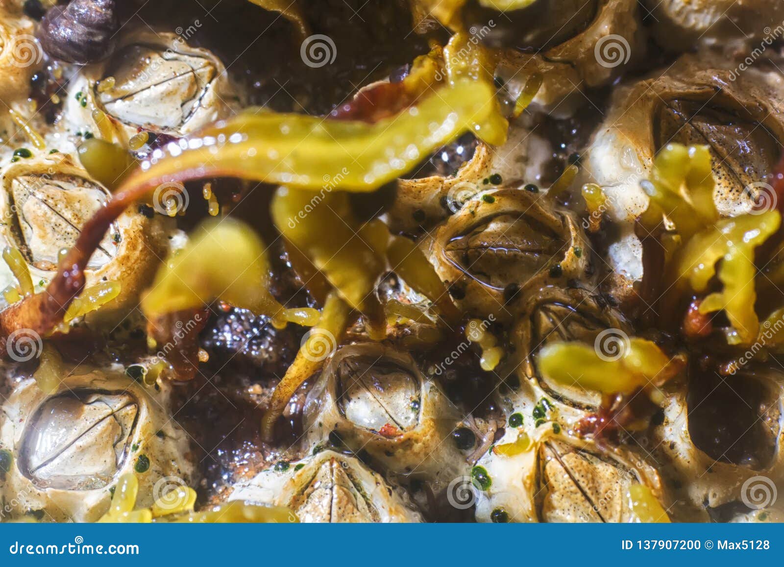 shellback (balanus) on algae at low tide. macro
