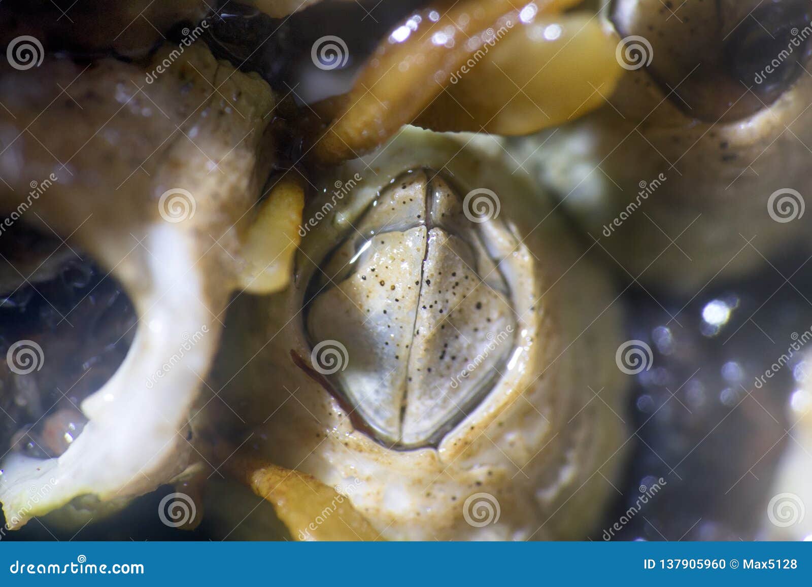 shellback (balanus) on algae at low tide. macro