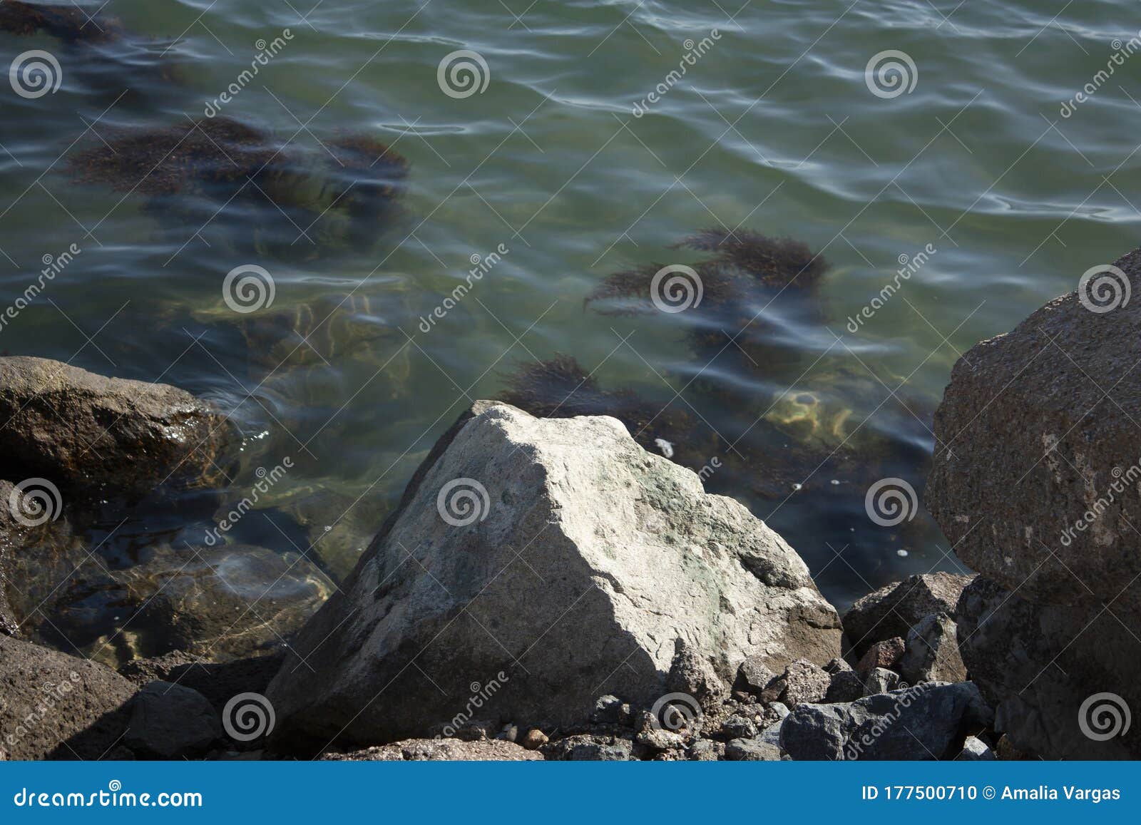 sea algae water stones and tropoical heat baja california mexico