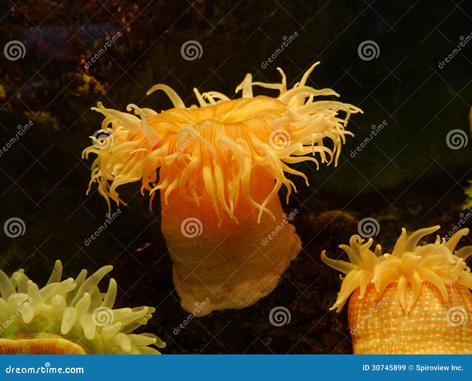 Sea anemone stock image. Image of invertebrate, flower - 30745899