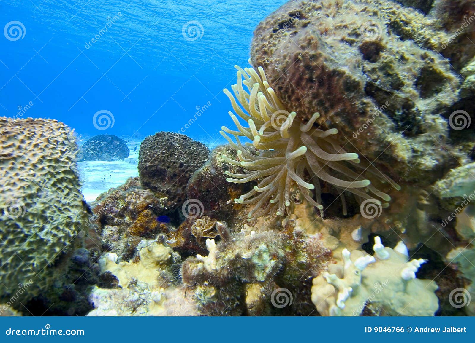 sea anemone, cozumel, mexico