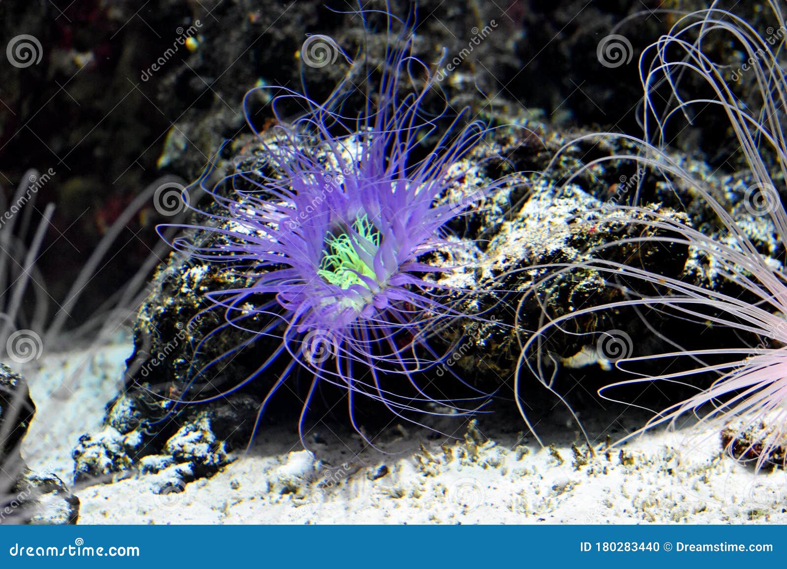 Sea Anemone in Natural Habitat, Marine Plants and Animals Stock Photo -  Image of ocean, anemone: 180283440
