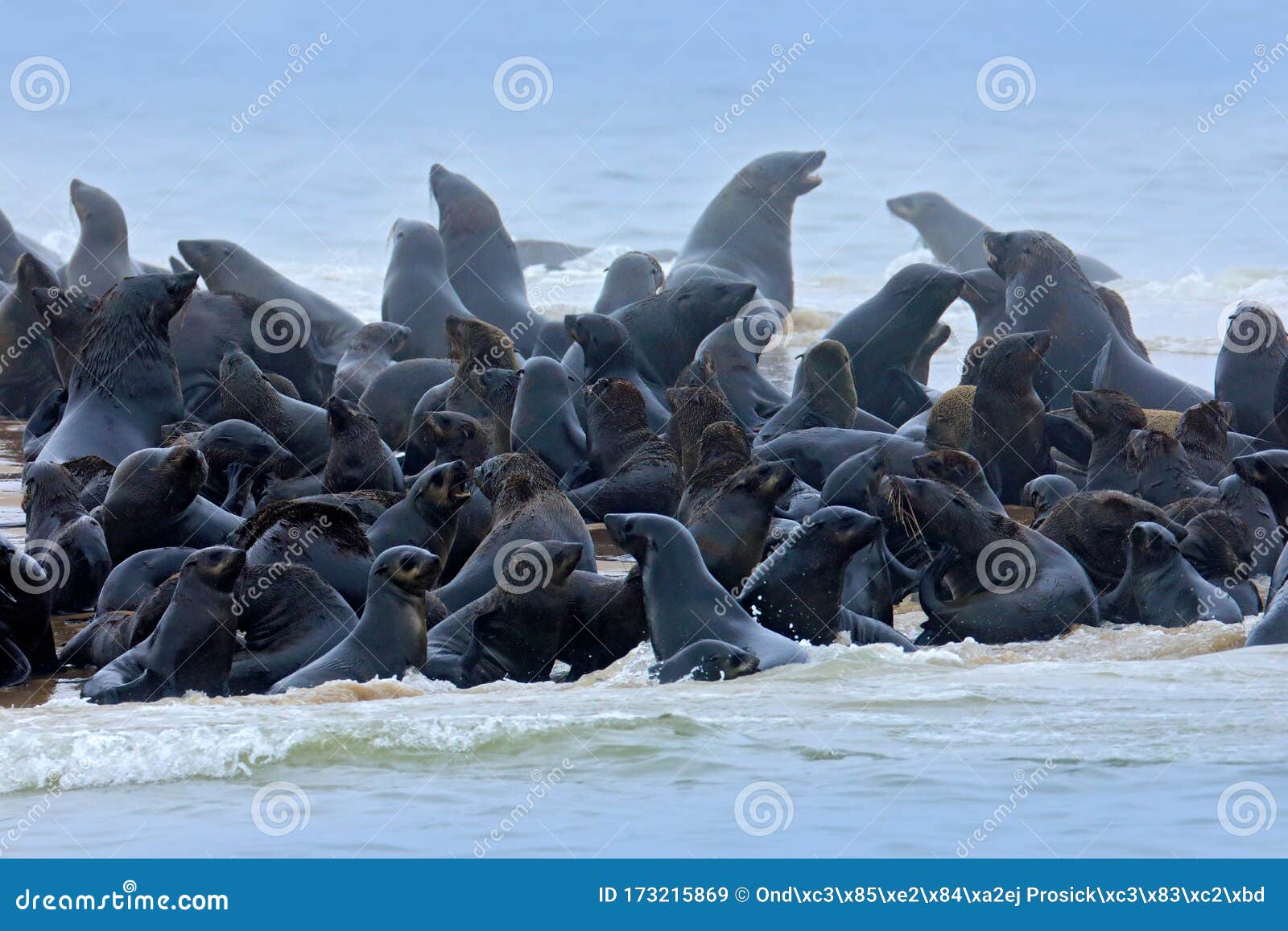 Sea Animals. Colony of Cape Brown Fur Seal, Arctocephalus Pusillus, a Lot of Animals on the Beach Stock Image - Image of blue, colony: 173215869 Sea Animals. Colony of Cape Brown Fur Seal, Arctocephalus Pusillus, a Lot of Animals on the Beach Stock Image - Image of blue, colony: 173215869