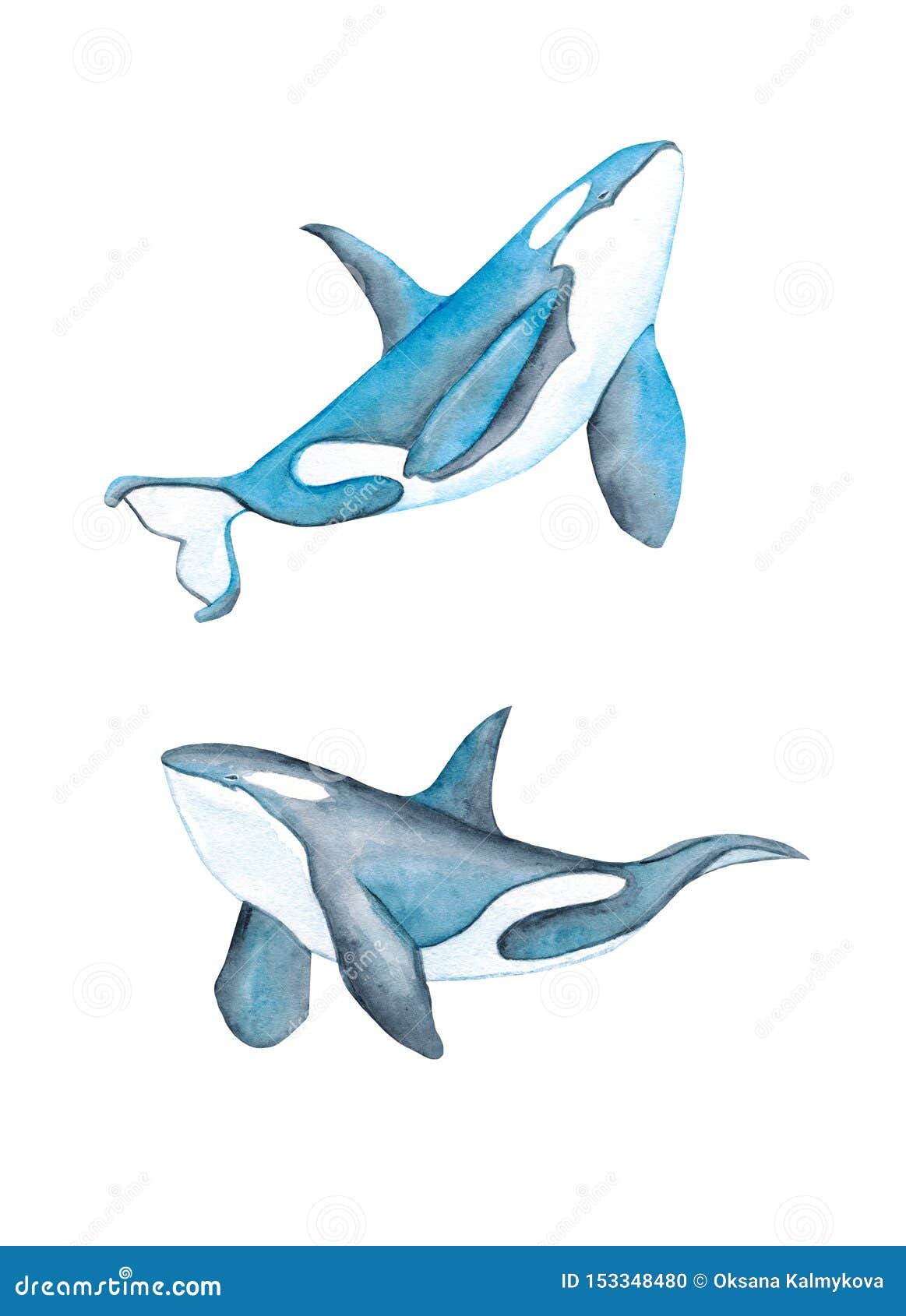 Whales Sea Animals Dolphin Killer Whale Ocean Blue Watercolor Hand Drawn Illustration Isolated Stock Illustration - Illustration of painting, ocean: 153348480 Whales Sea Animals Dolphin Killer Whale Ocean Blue Watercolor Hand Drawn Illustration Isolated Stock Illustration - Illustration of painting, ocean: 153348480