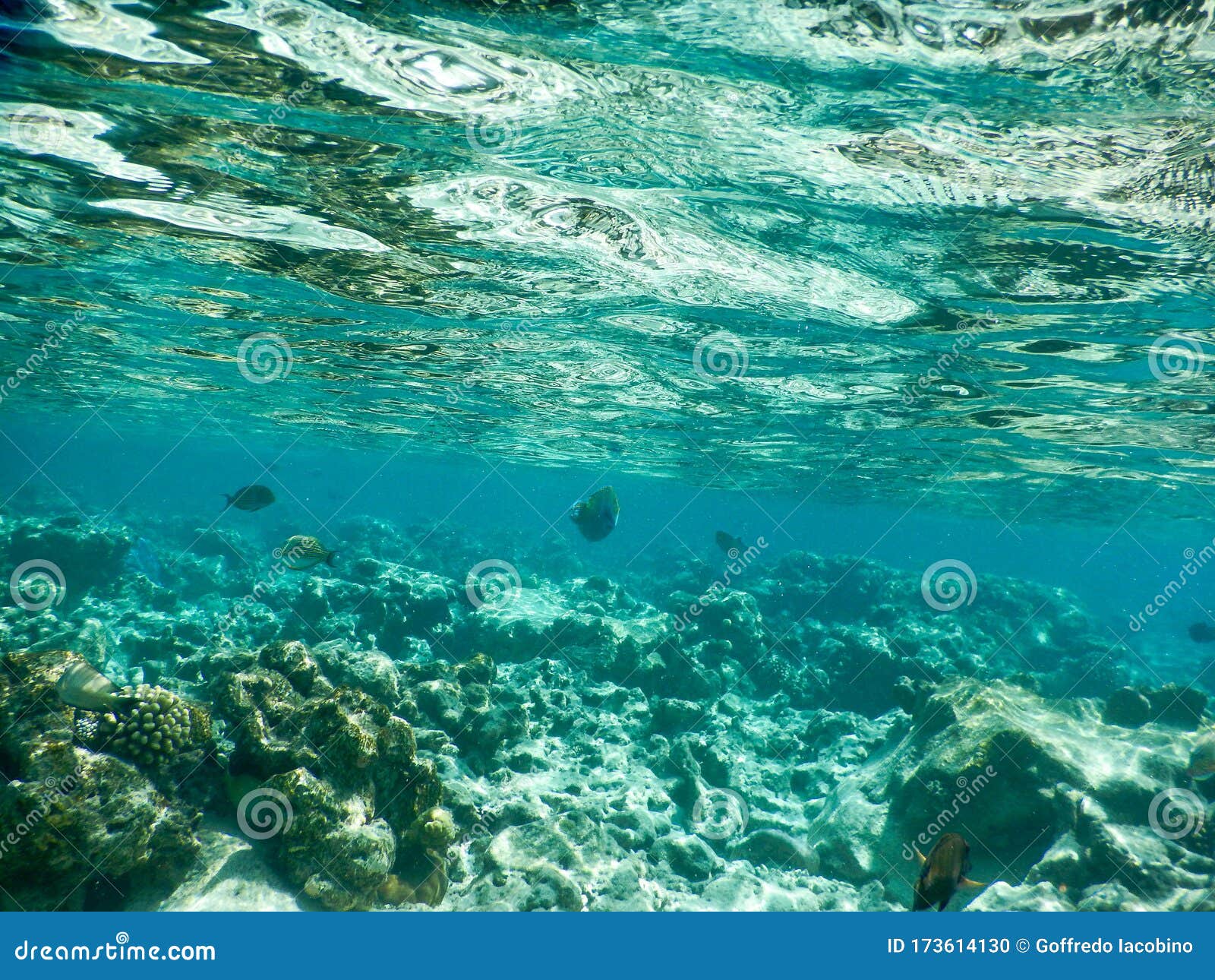 Sea backgound stock photo. Image of fish, fishes, maldives - 173614130