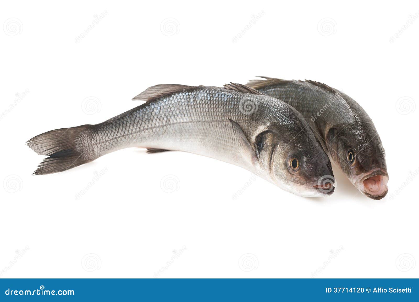 Sea bass stock photo. Image of white, branzini, moronidae 37714120