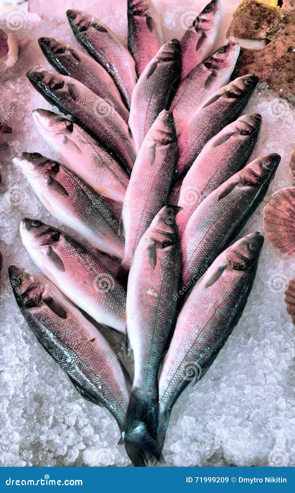 Sea bass stock image. Image of display, counter, table 71999209