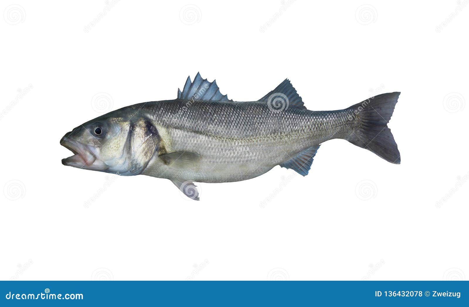 4,220 Bass Fish Fly Stock Photos - Free & Royalty-Free Stock