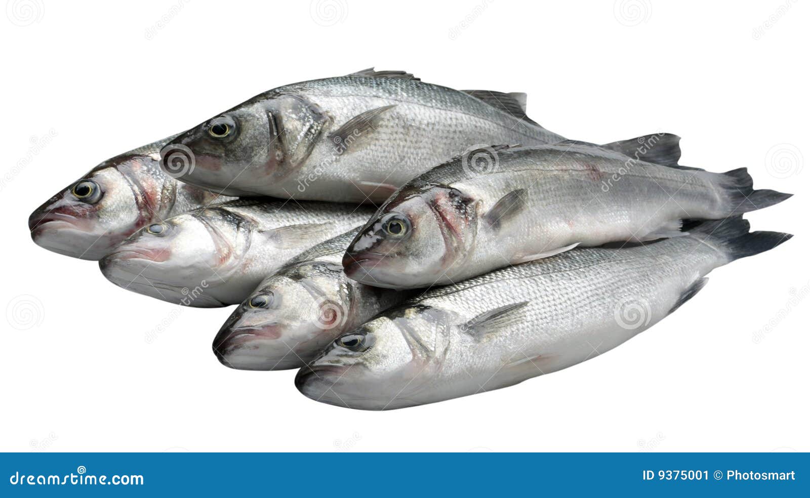 Sea bass on white stock image. Image of isolated, saltwater 9375001