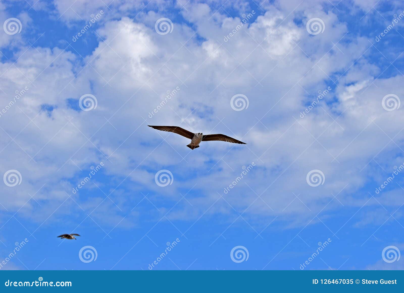 A Seagull Gliding In A Blue Cloudy Sky. A sea bird effortlessly glides through the bright sky. A useful background