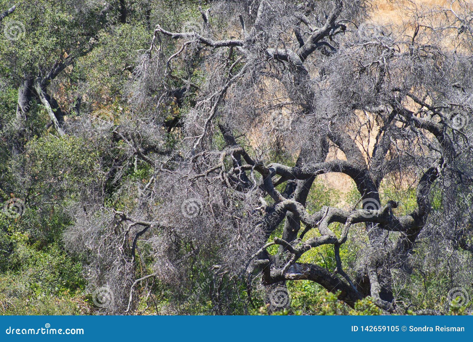 A sea of Branches stock image. Image of trunks, trees - 142659105