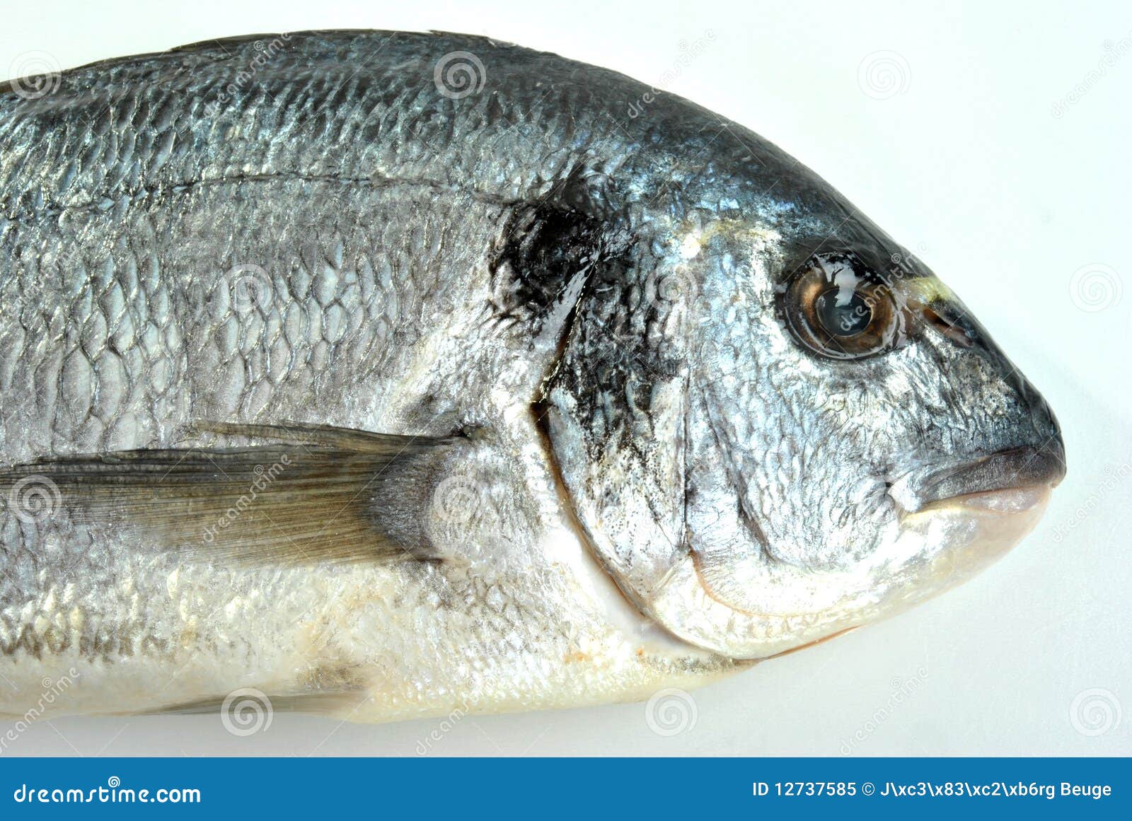 Sea bream from greece stock image. Image of dinner, fish 12737585