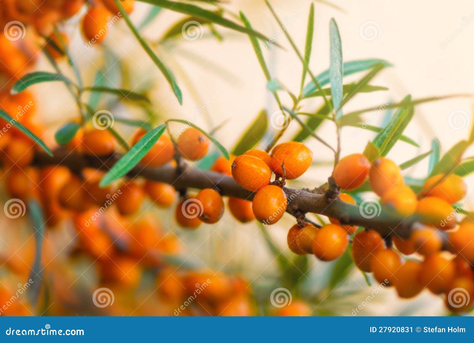 Sea Buckthorn Berries stock image. Image of natural, food 27920831