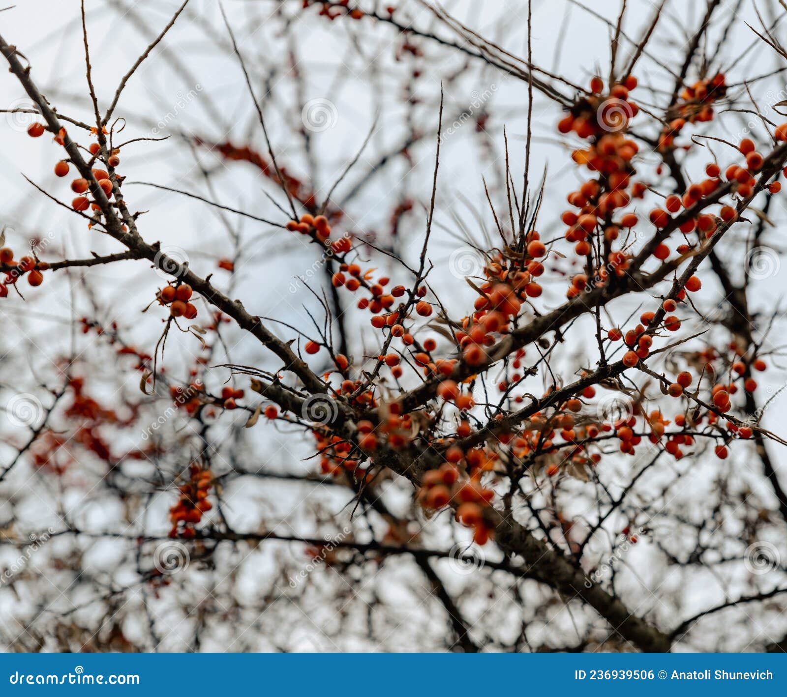 Sea Buckthorn Berries are Hanging on Bare Branches Against Water and ...