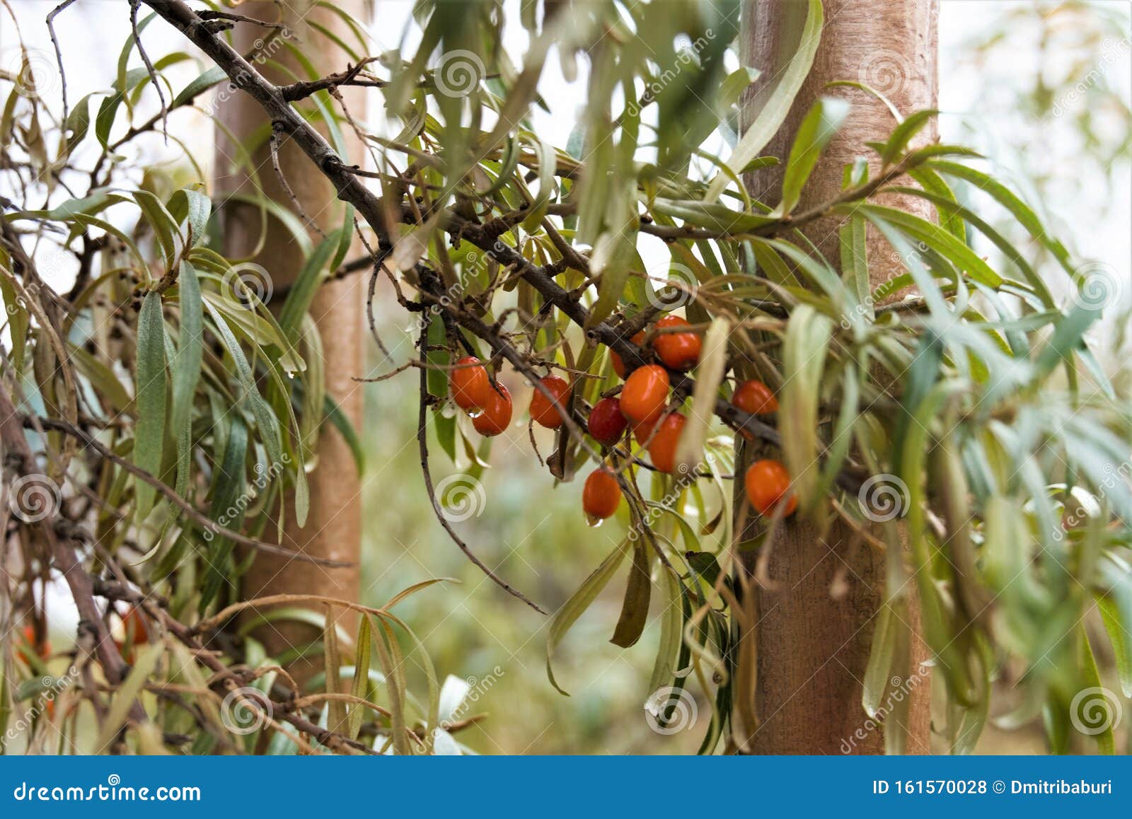 Sea Buckthorn Branch With Ripe Berries In Late Autumn Stock Photo
