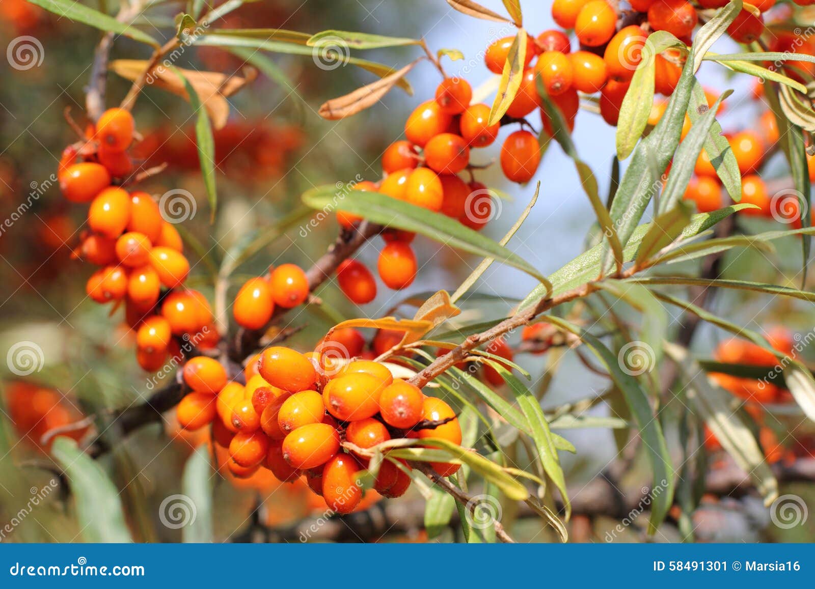 sea-buckthorn