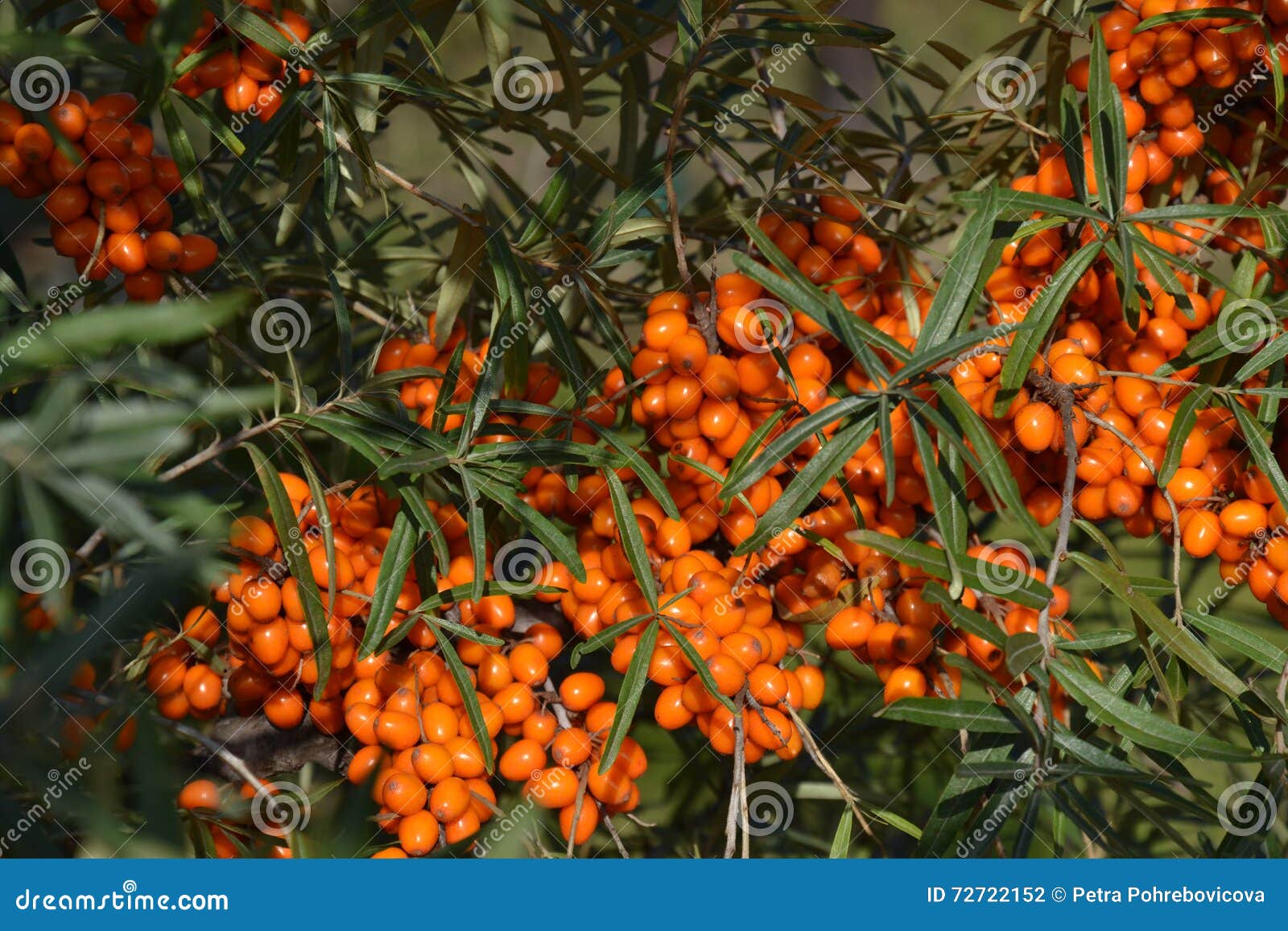 sea-buckthorn